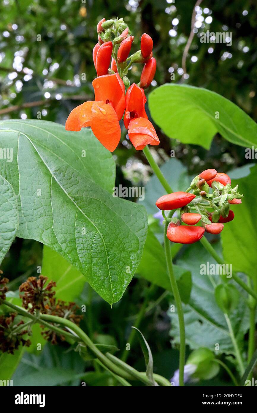 Phaseolus coccineus ‘Scarlet Emperor’ runner bean Scarlet Emperor - red orange pea-shaped flowers and very large ovate leaves,  August, England, UK Stock Photo