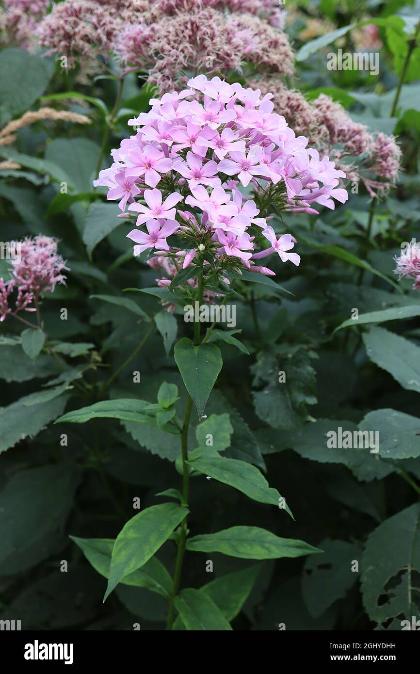 Phlox paniculata ‘Flame Pro Soft Pink’ perennial phlox Soft Pink – domed clusters of pale pink flowers with deep pink basal marks on tall stems,  UK Stock Photo
