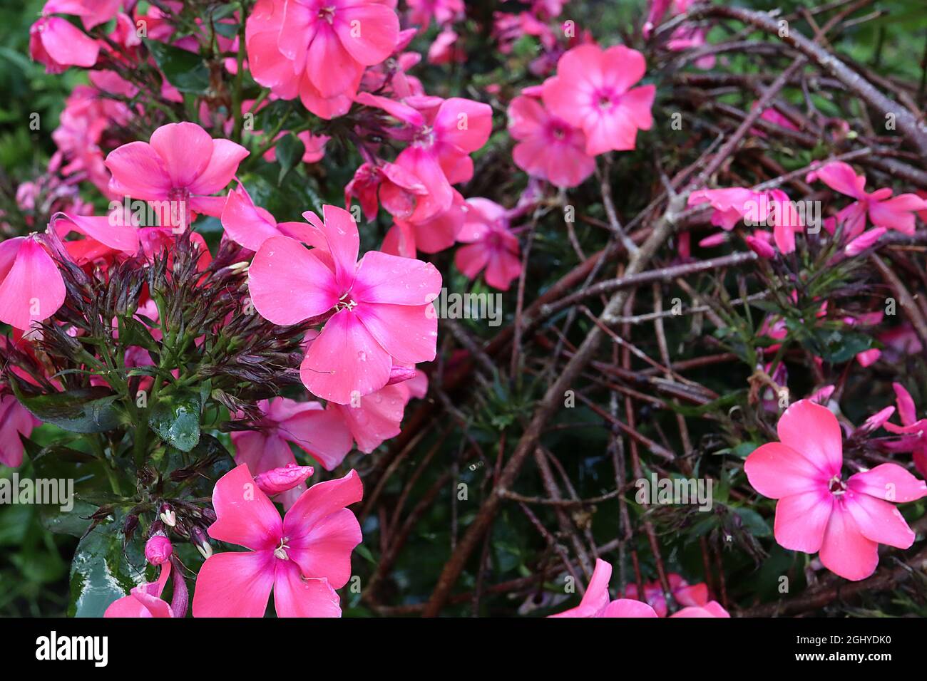 Phlox paniculata ‘Windsor’ perennial phlox Windsor - domed clusters of coral pink flowers with faint white halo and deep pink centre, August, England, Stock Photo