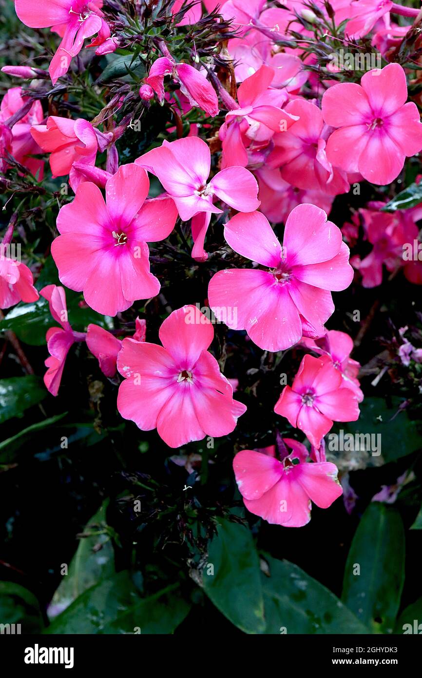 Phlox paniculata ‘Windsor’ perennial phlox Windsor - domed clusters of coral pink flowers with faint white halo and deep pink centre, August, England, Stock Photo
