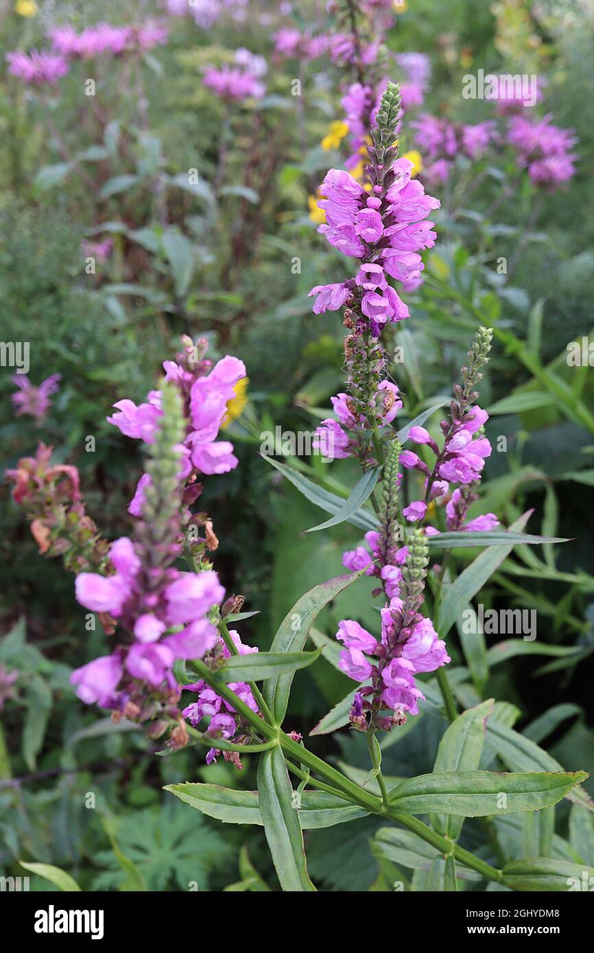 Physostegia virginiana ‘Rosea’ obedient plant Rosea – dense upright spikes of medium pink two-lipped flowers,  August, England, UK Stock Photo