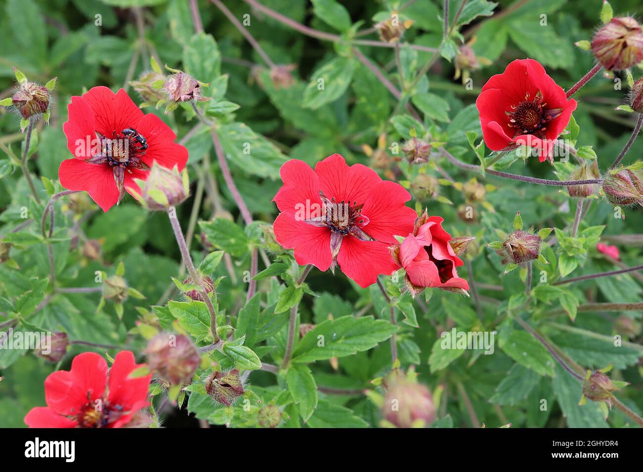Potentilla ‘Gibsons Scarlet’ cinquefoil Gibsons Scarlet – single scarlet red flowers and mid green leaves,  August, England, UK Stock Photo