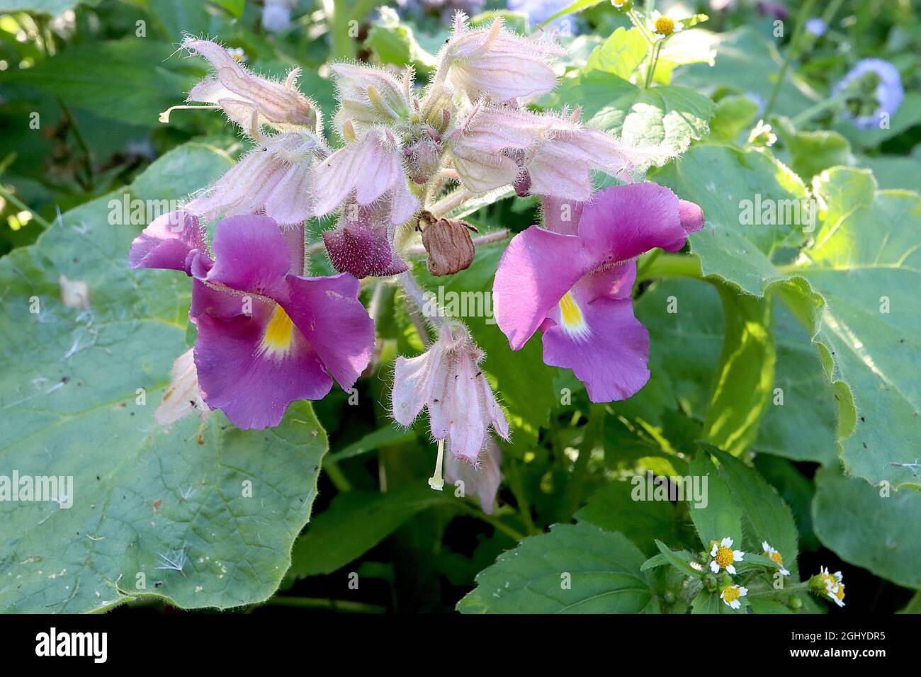 Proboscidea louisanica subsp fragrans sweet unicorn plant – small clusters of violet funnel-shaped flowers with yellow throat and hairy sepals,  UK Stock Photo