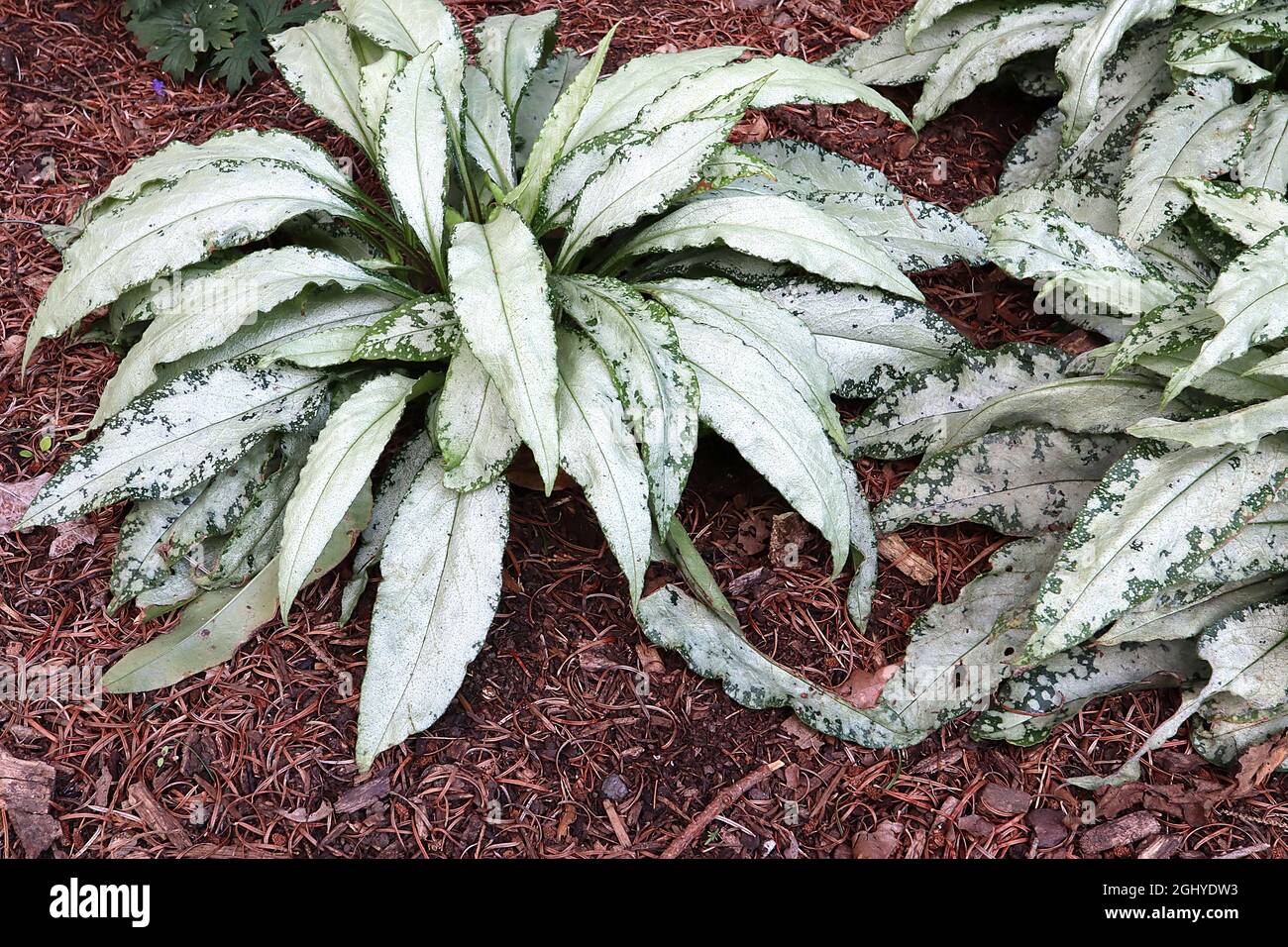 Pulmonaria ‘Silver Bouquet’ lungwort Silver Bouquet – heavily frosted dark green arching leaves,  August, England, UK Stock Photo