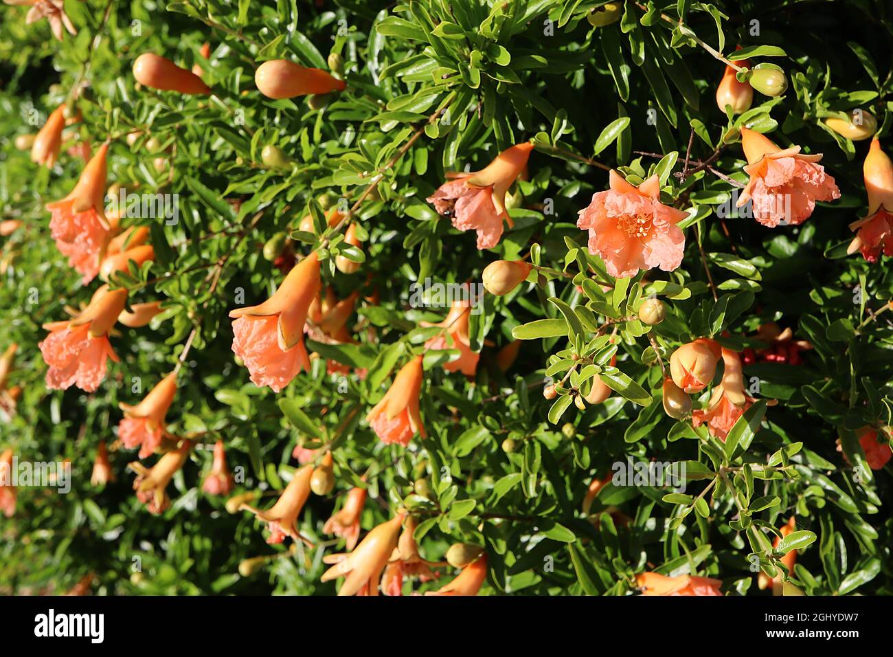 Punica granatum ‘Hazel Hyde’ pomegranate Hazel Hyde creased pale