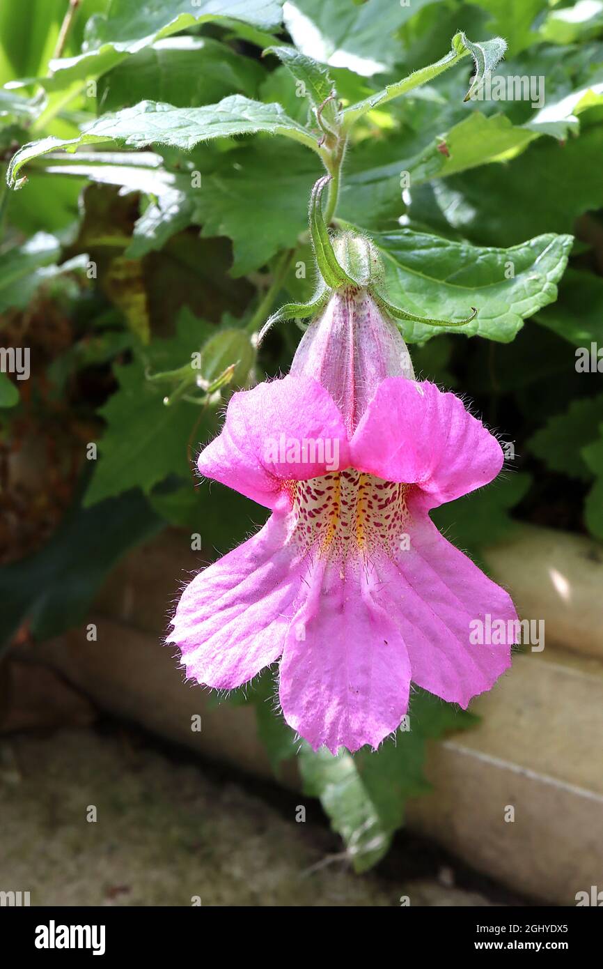 Rehmannia Magic Dragon Chinese foxglove Magic Dragon – deep pink trumpet-shaped flowers with white throat, crimson speckles and yellow lines,  August, Stock Photo
