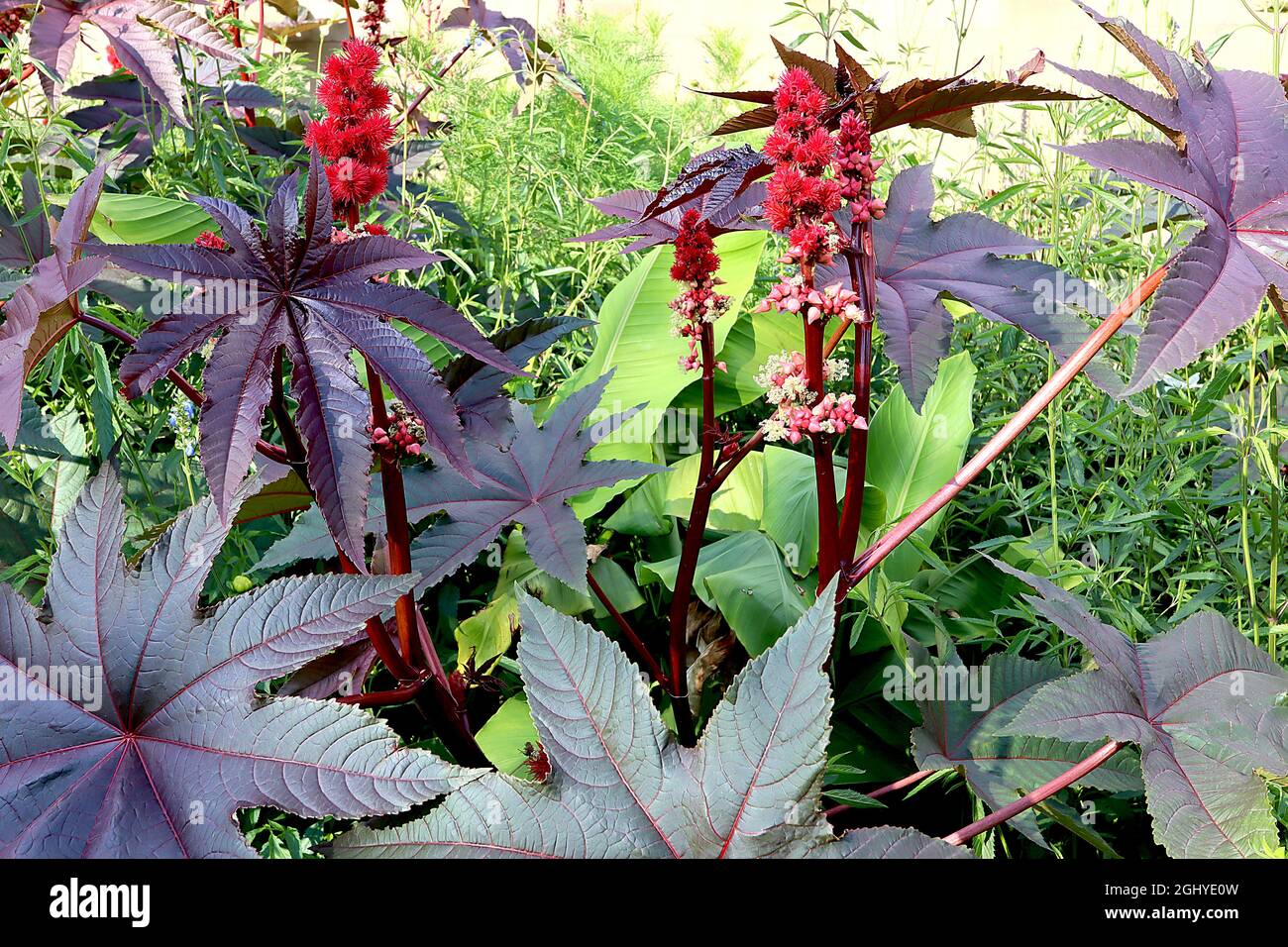Ricinis communis ‘Carmencita’ castor oil plant Carmencita – pointed oval pink flower buds, tiny white flower clusters, large palmately lobed leaves, Stock Photo