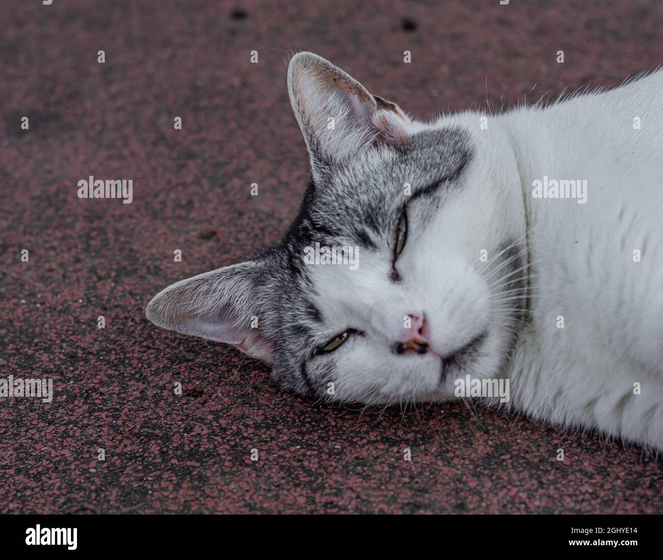 little gray and white cat lying Stock Photo - Alamy