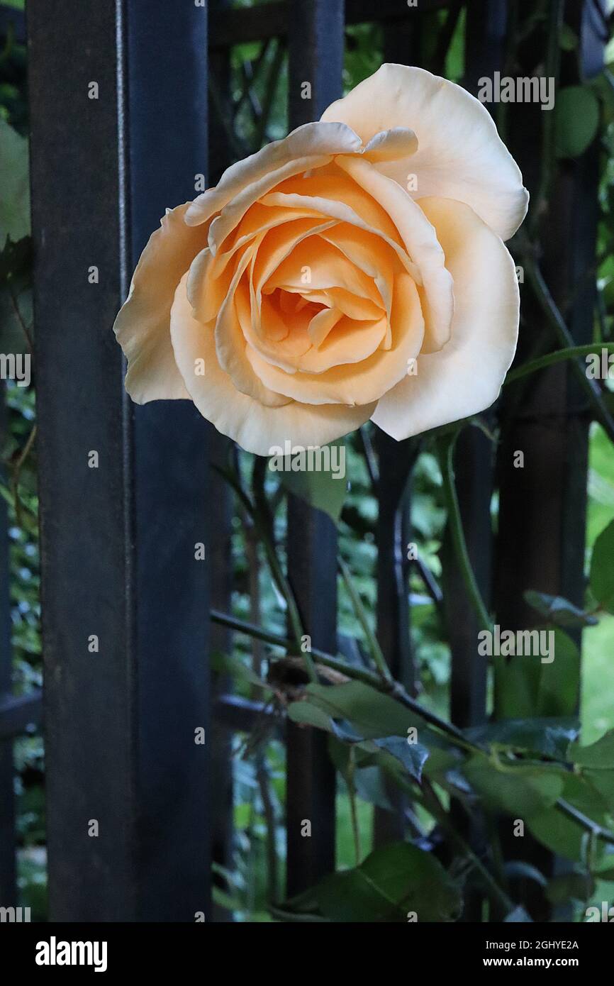 Rosa ‘Apricot Nectar’ (floribunda rose) Rose Apricot Nectar – semi-double peach to apricot flowers,  August, England, UK Stock Photo