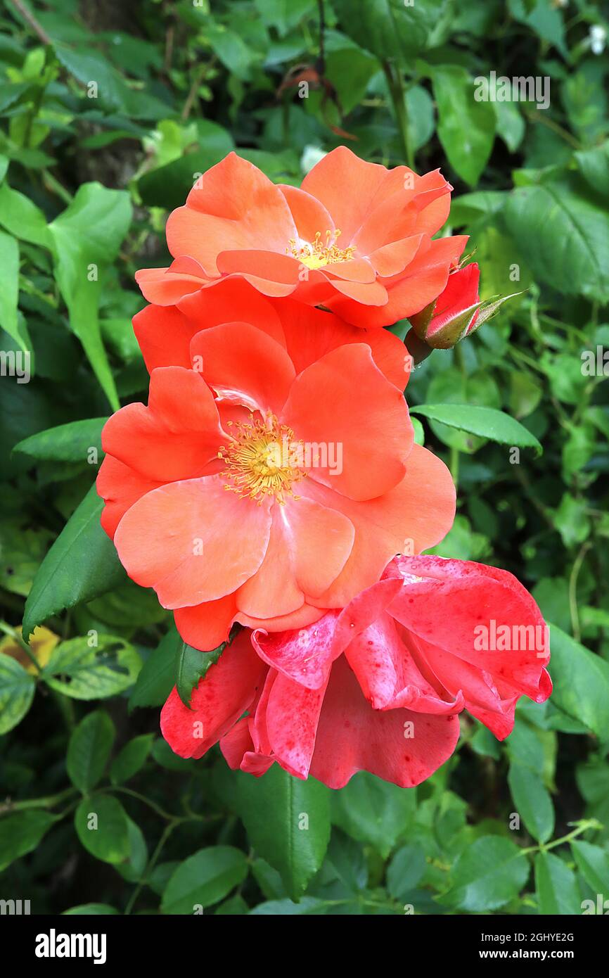 Rosa ‘Coral Knock Out’ (shrub rose) Rose Coral Knock Out – semi-double coral orange and pink flowers,  August, England, UK Stock Photo