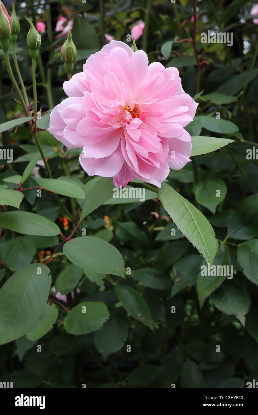 Rosa ‘Mortimer Sackler’ (shrub rose) Rose Mortimer Sackler – double soft pink flowers with short inner petals,  August, England, UK Stock Photo