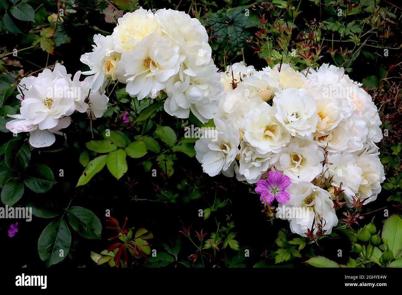 Rosa ‘Prosperity’ (shrub rose) Rose Prosperity large clusters of