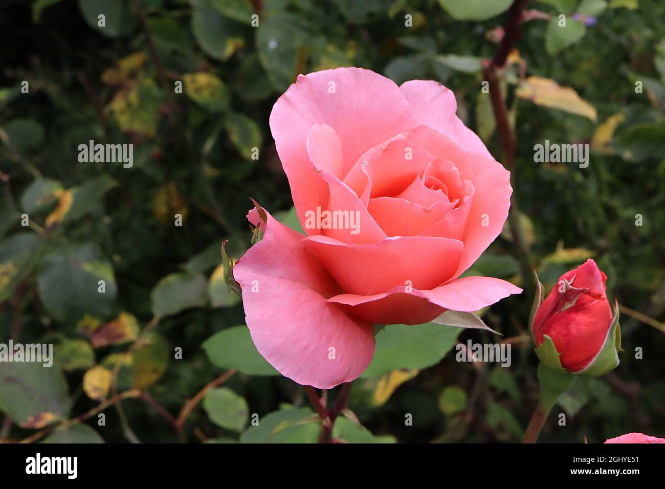 Rosa ‘Queen Elizabeth’ (grandiflora rose) Rose Queen Elizabeth - double coral pink flowers, August, England, UK Stock Photo