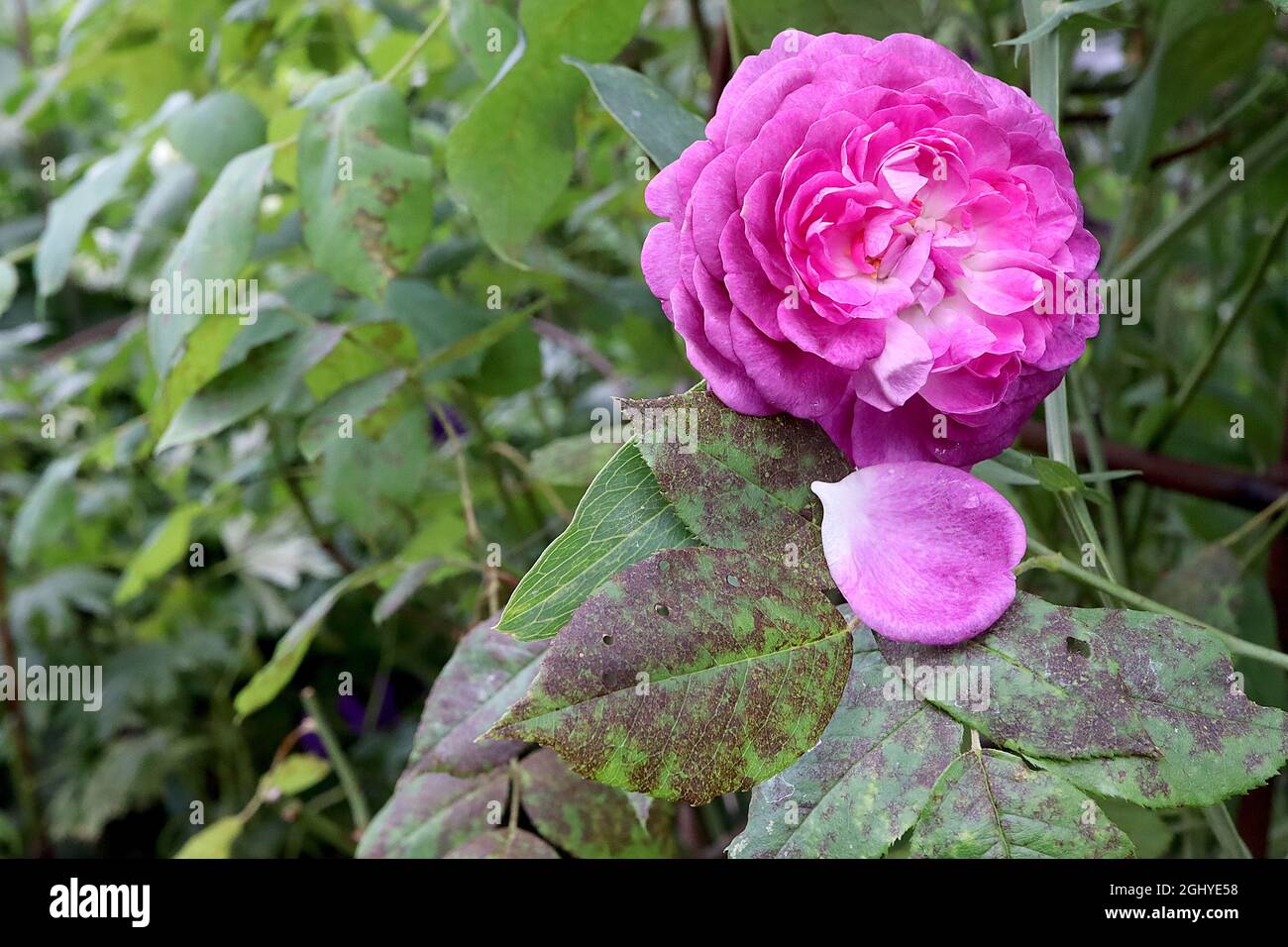 Rosa ‘Reine des Violettes’ (hybrid perpetual rose) Rose Reine des Violettes – fully double violet to deep pink flowers,  August, England, UK Stock Photo