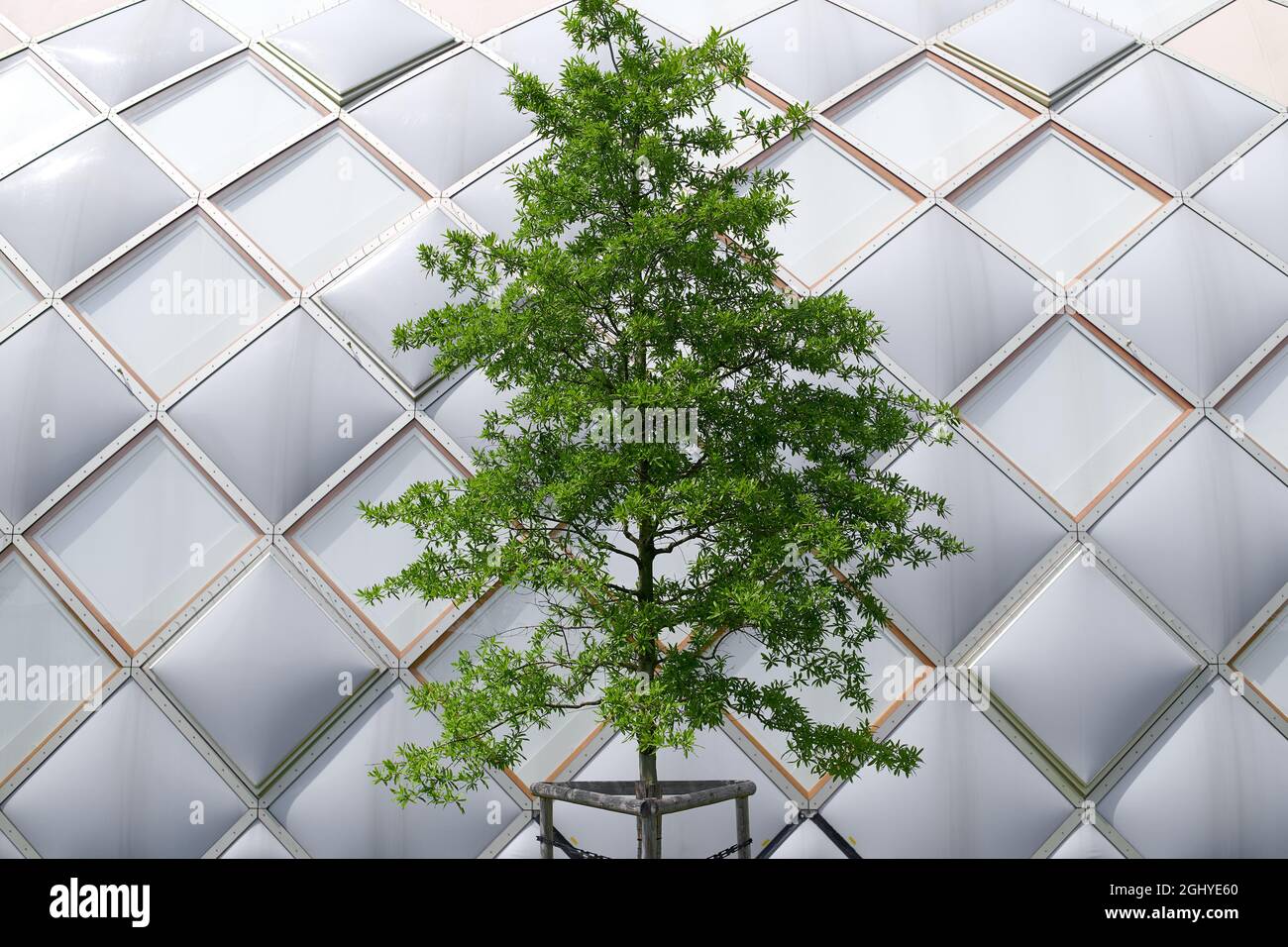 Shot of a Swamp laurel oak (Quercus laurifolia) in the center isolated