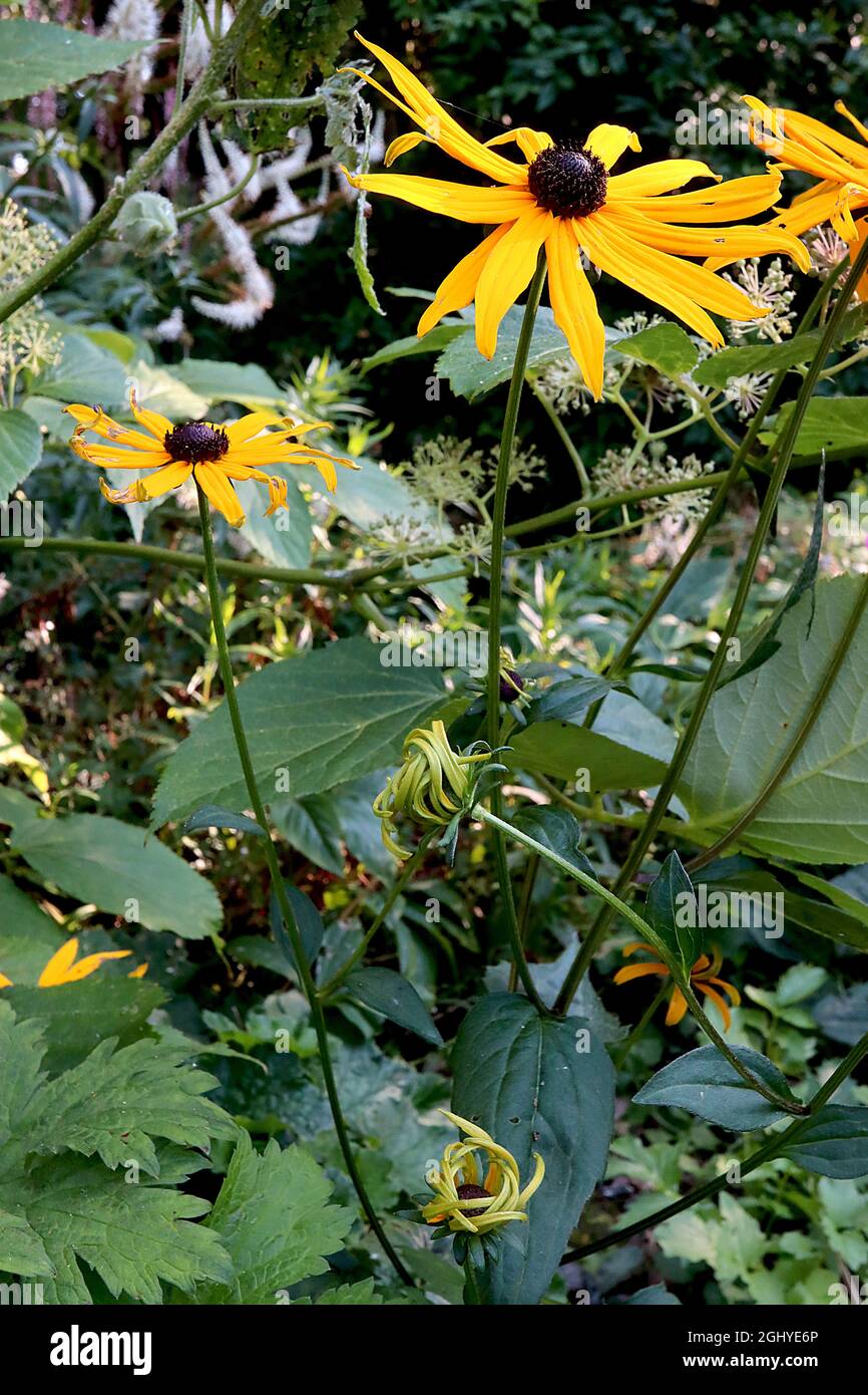 Slender hairy stems hi-res stock photography and images - Alamy