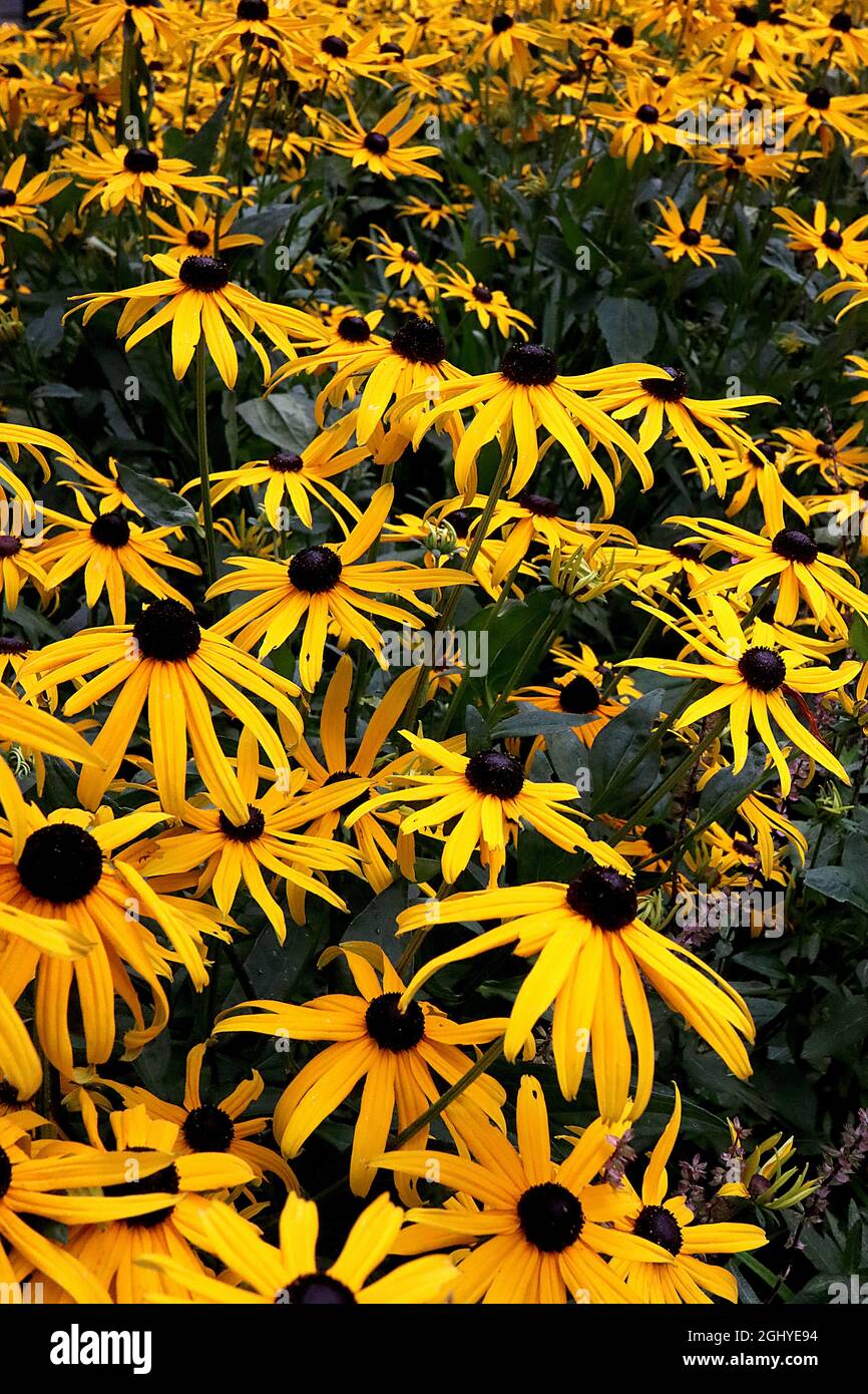 Flowers with yellow and black centre hi res stock photography and