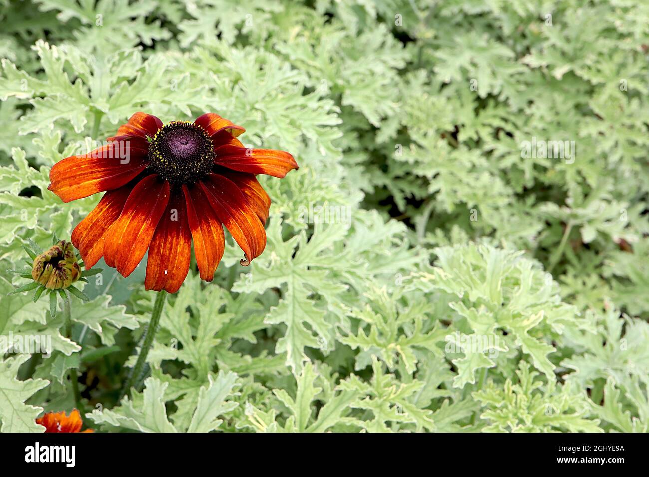 Rudbeckia hirta ‘Chocolate Orange’ blackeyed Susan Chocolate Orange