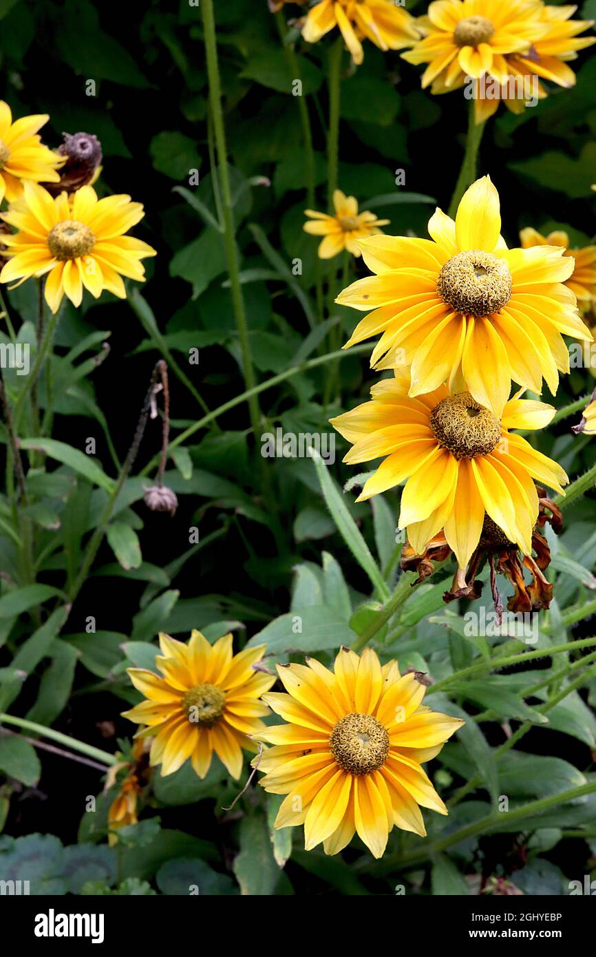 Rudbeckia hirta ‘Prairie Sun’ blackeyed Susan Prairie Sun yellow