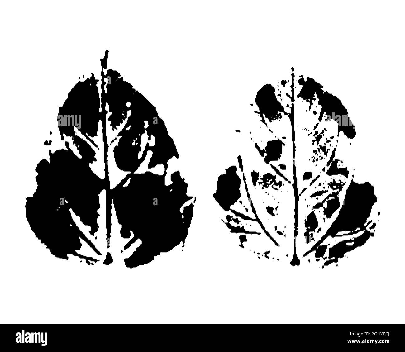 Stamp of leaf. Black and white. Ink imprint of autumn leaf with texture, isolated on white. Overlay template. Vector illustration Stock Vector