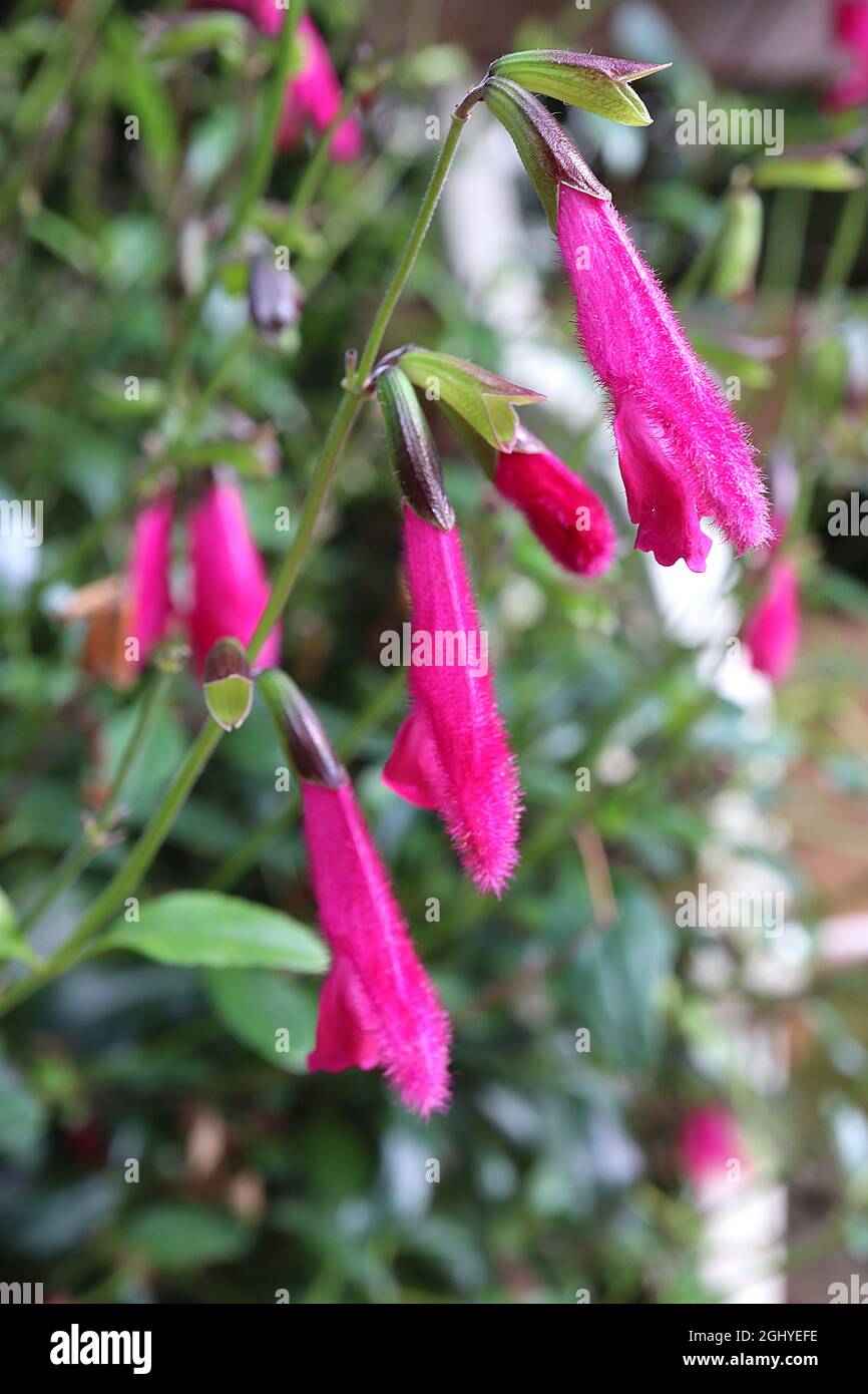 Salvia buchananii Buchanan’s sage hairy tubular twolipped deep pink