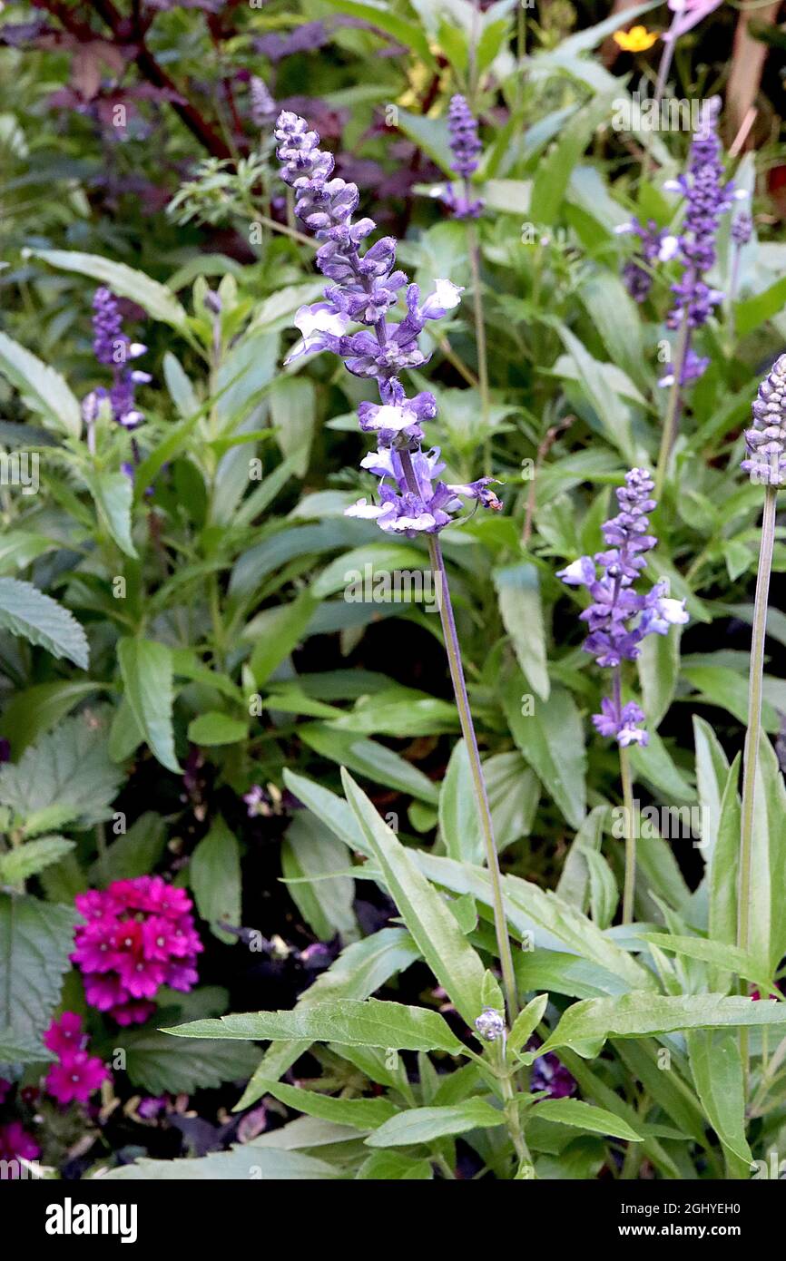 Salvia fairy queen hi-res stock photography and images - Alamy