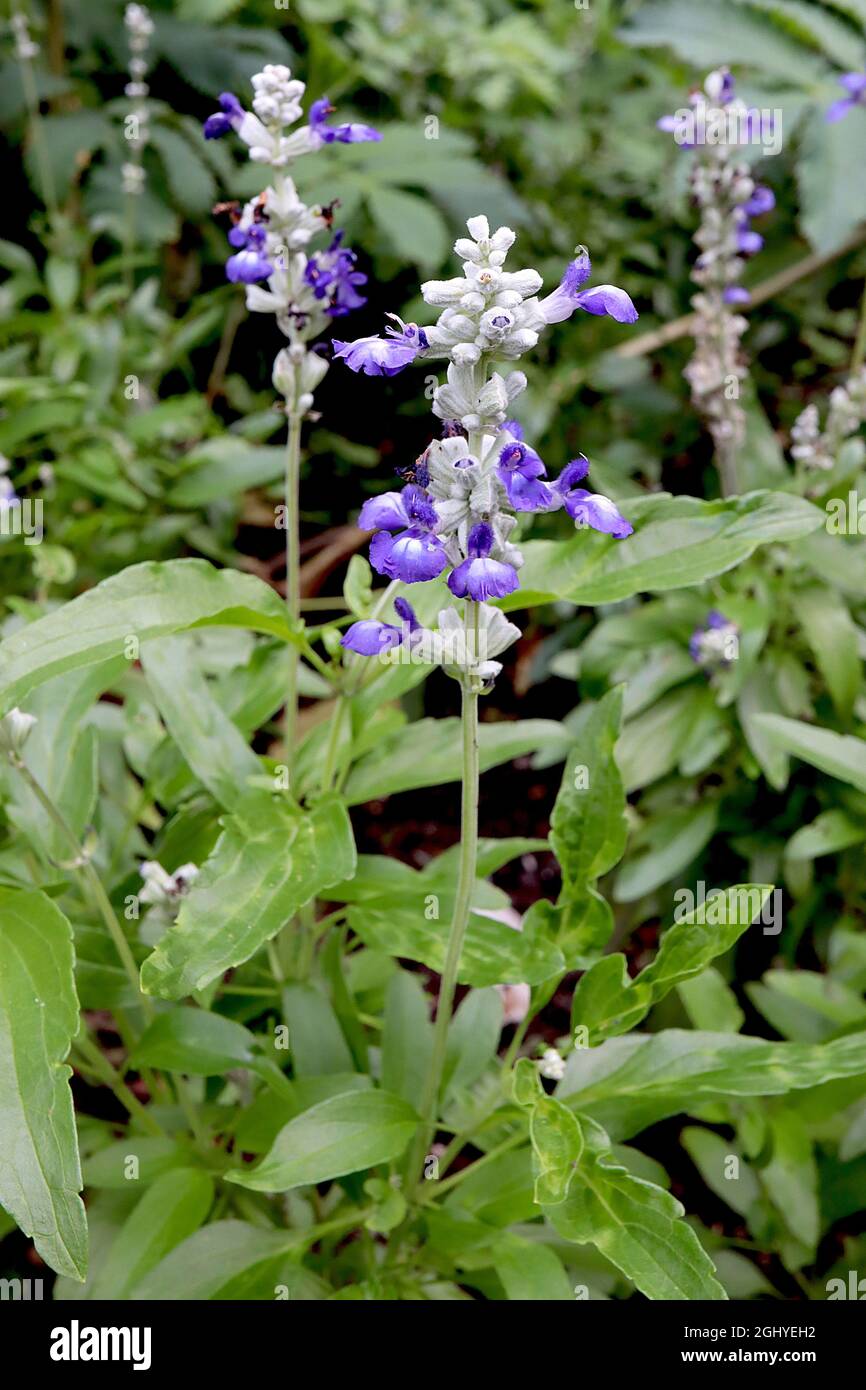 Salvia farinacea ‘Victoria Blue’ mealycup sage Victoria Blue - two-lipped purple blue flowers with white teeth,  August, England, UK Stock Photo