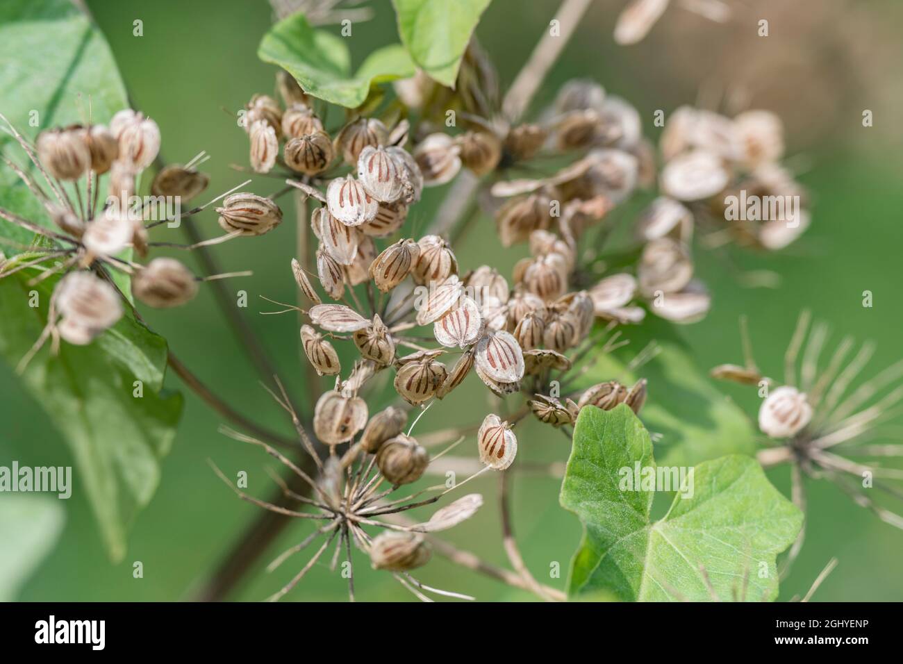 Close-up of mature ripe seeds of Hogweed / Heracleum sphondylium showing streaked vittae. Cow parsley family. Common weed in the UK. Stock Photo