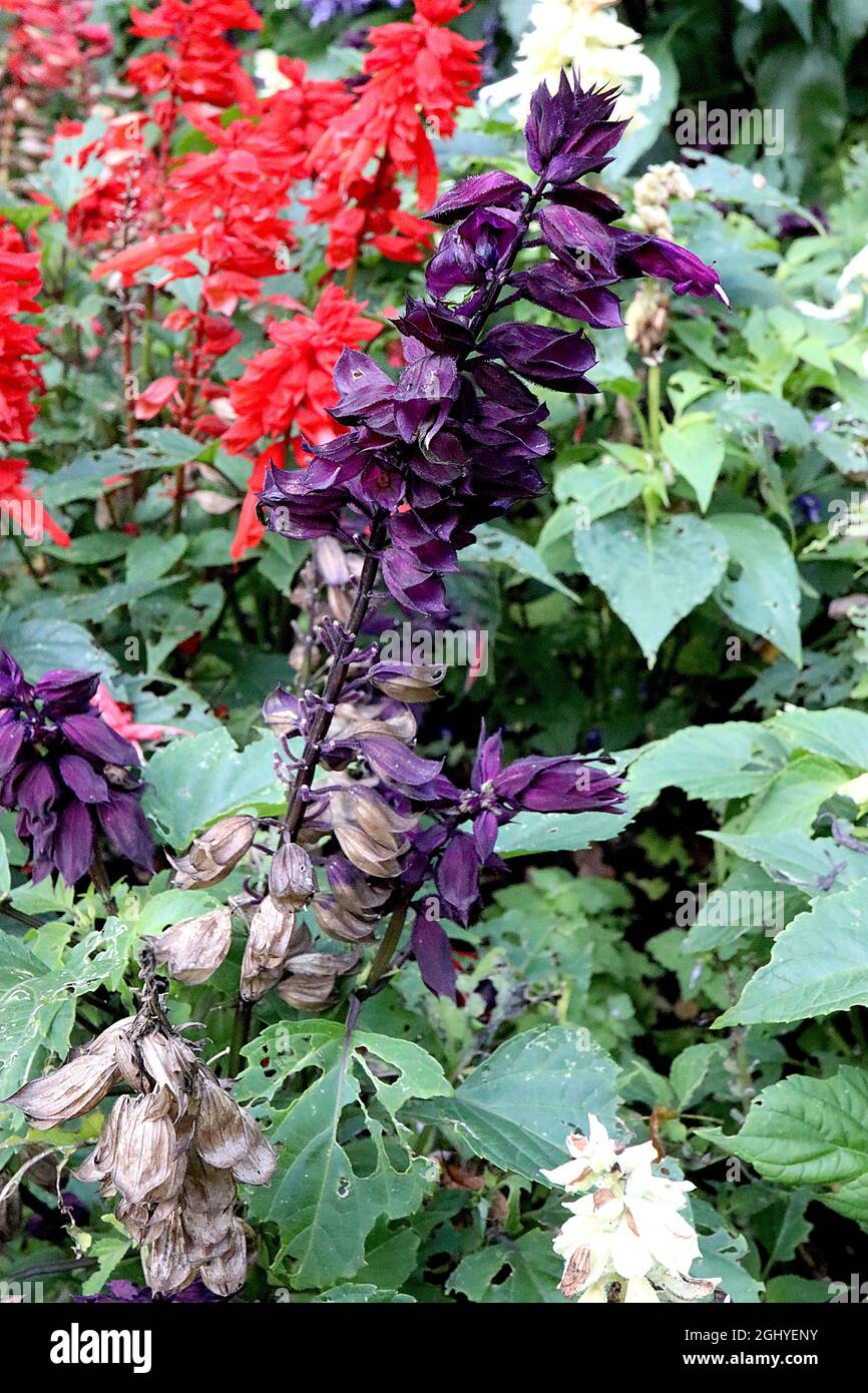 Salvia splendens ‘Cleopatra Mix’ sage Cleopatra Mix – short dense spikes of deep purple flowers surround by dark purple bracts,  August, England, UK Stock Photo