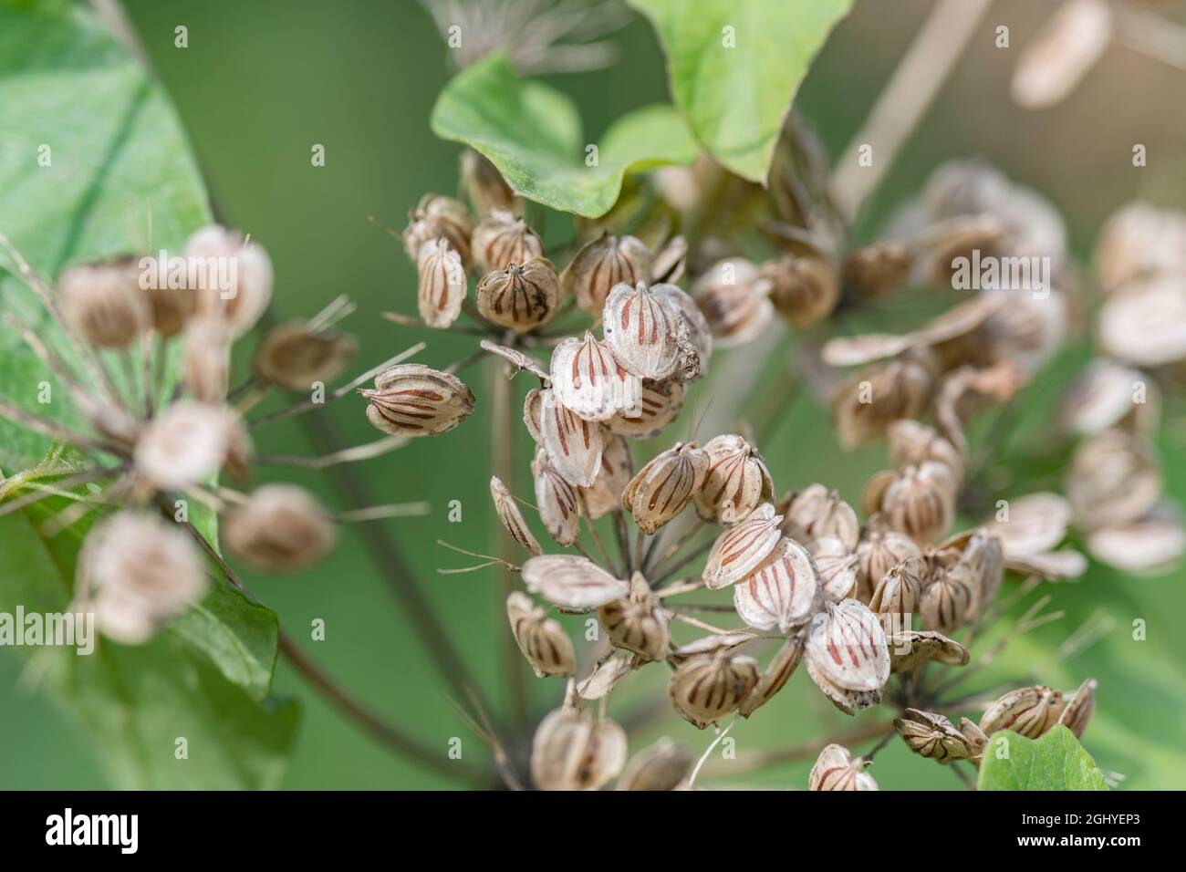 Close-up of mature ripe seeds of Hogweed / Heracleum sphondylium showing streaked vittae. Cow parsley family. Common weed in the UK. Stock Photo