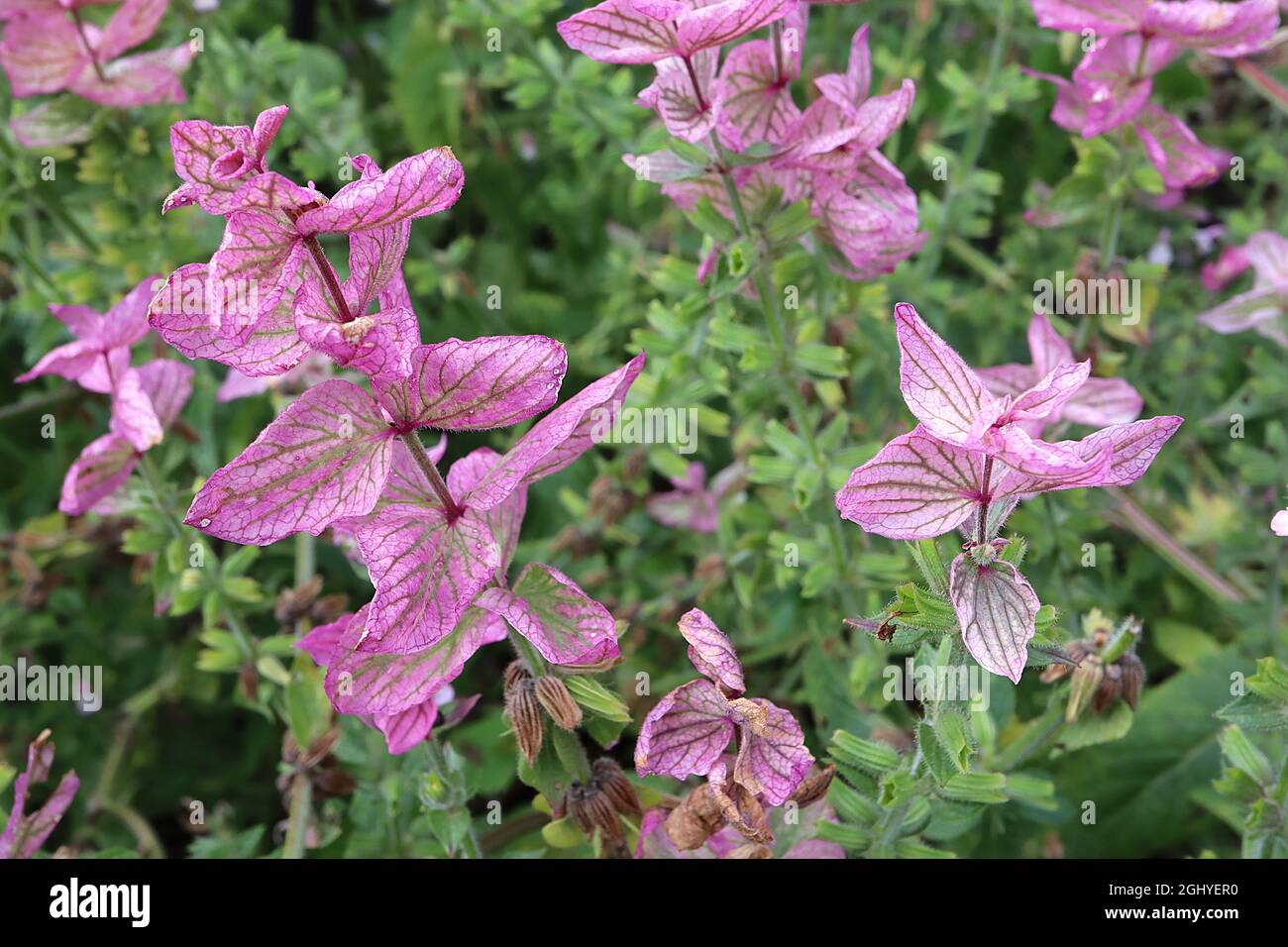 Salvia viridis ‘Claryssa Mixed’ painted sage Claryssa Mixed – medium pink bracts with green veins and tiny flowers,  August, England, UK Stock Photo
