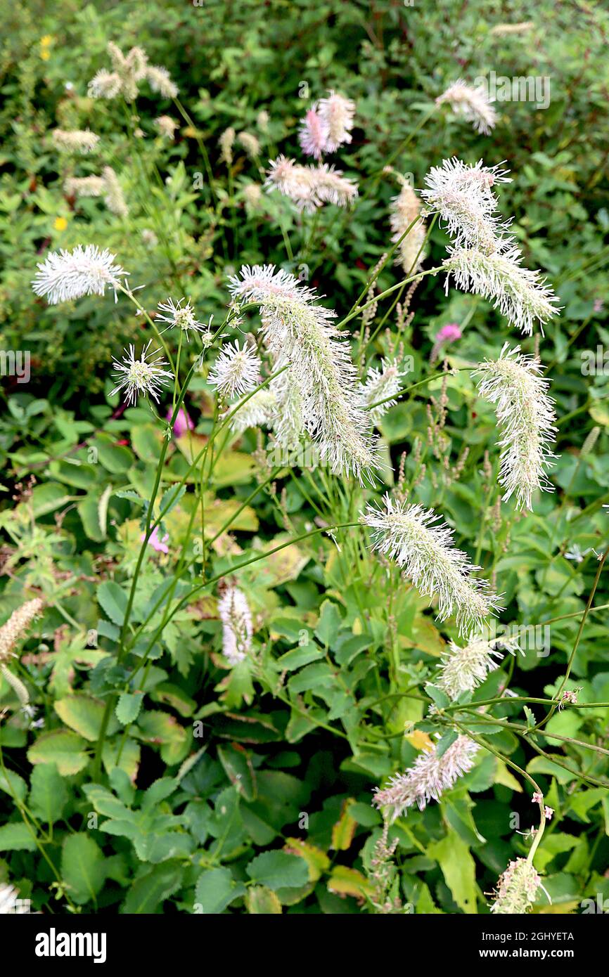 Sanguisorba tenuifolia var alba white slender-leaved burnet – mass of cylindrical clusters of white arching fluffy flowers,  August, England, UK Stock Photo