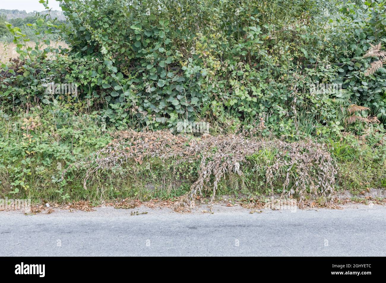 Grass verge with dead plants hi-res stock photography and images - Alamy