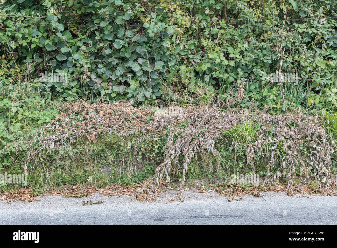 Mass of dead leaves on countryside grass verge after being trimmed. For