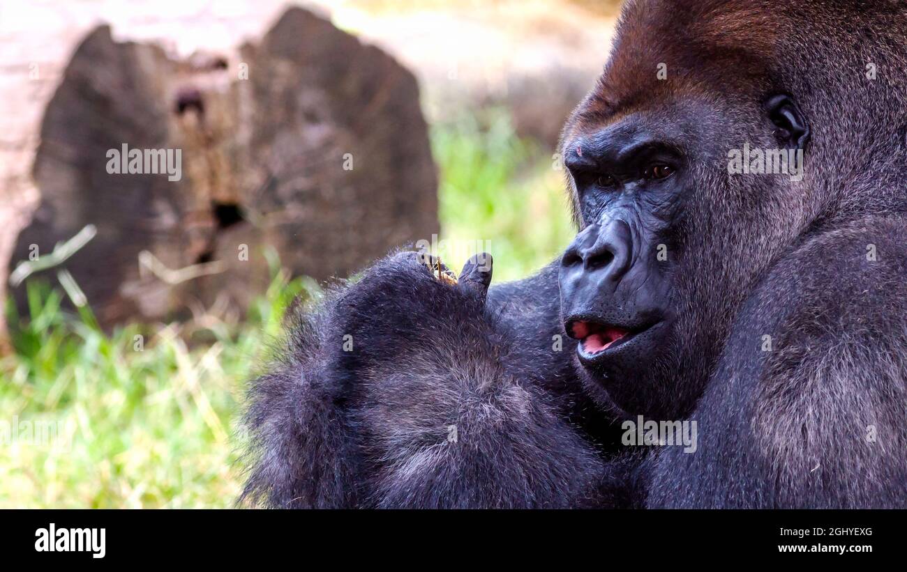 Portrait of a silverback gorilla Stock Photo