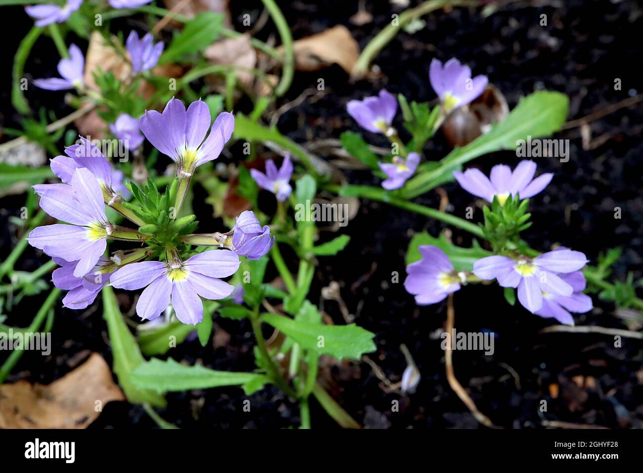 Scaevola ‘Surdiva Light Blue’ fan flower Light Blue - half-petalled violet blue flowers and lobed leaves,  August, England, UK Stock Photo
