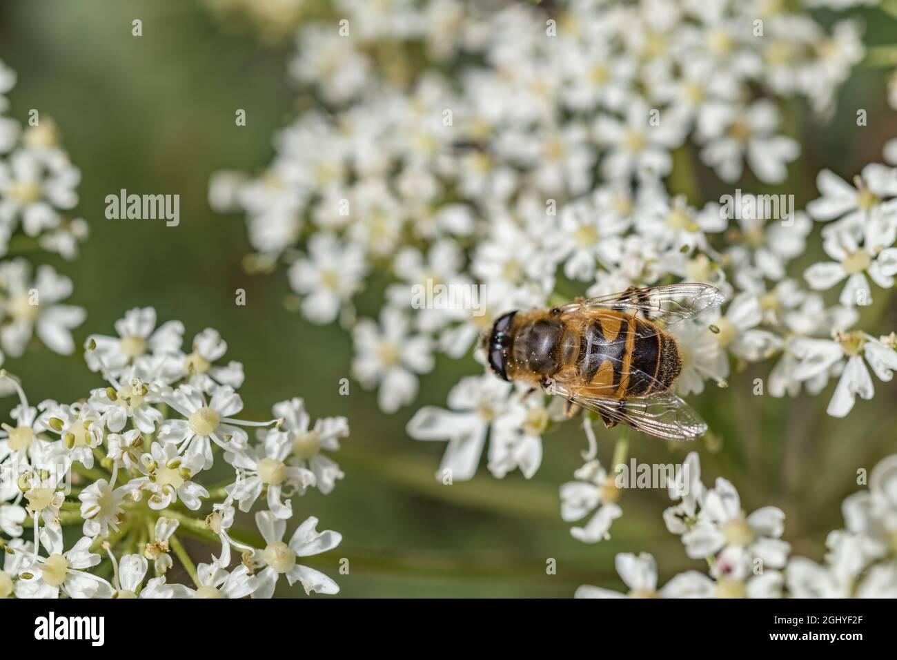 UK hoverfly on Umbellifer flowers: thought to be male Eristalis tenax, or possibly pertinax. Common summertime fly / flying insect. Stock Photo