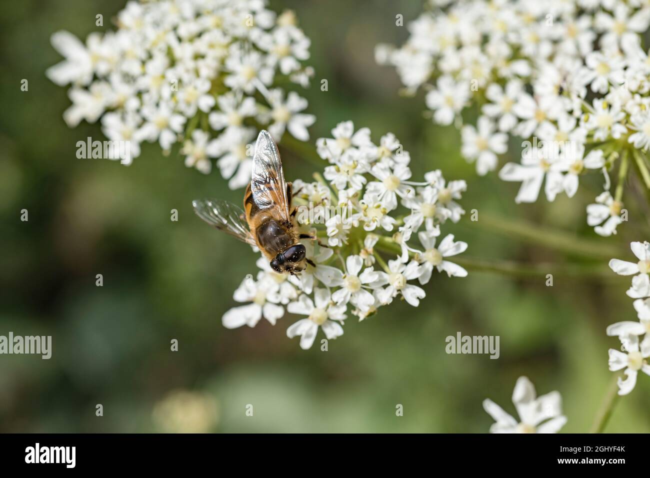 UK hoverfly on white Umbellifer flowers: thought to be male Eristalis tenax. Common summertime fly / flying insect. Stock Photo