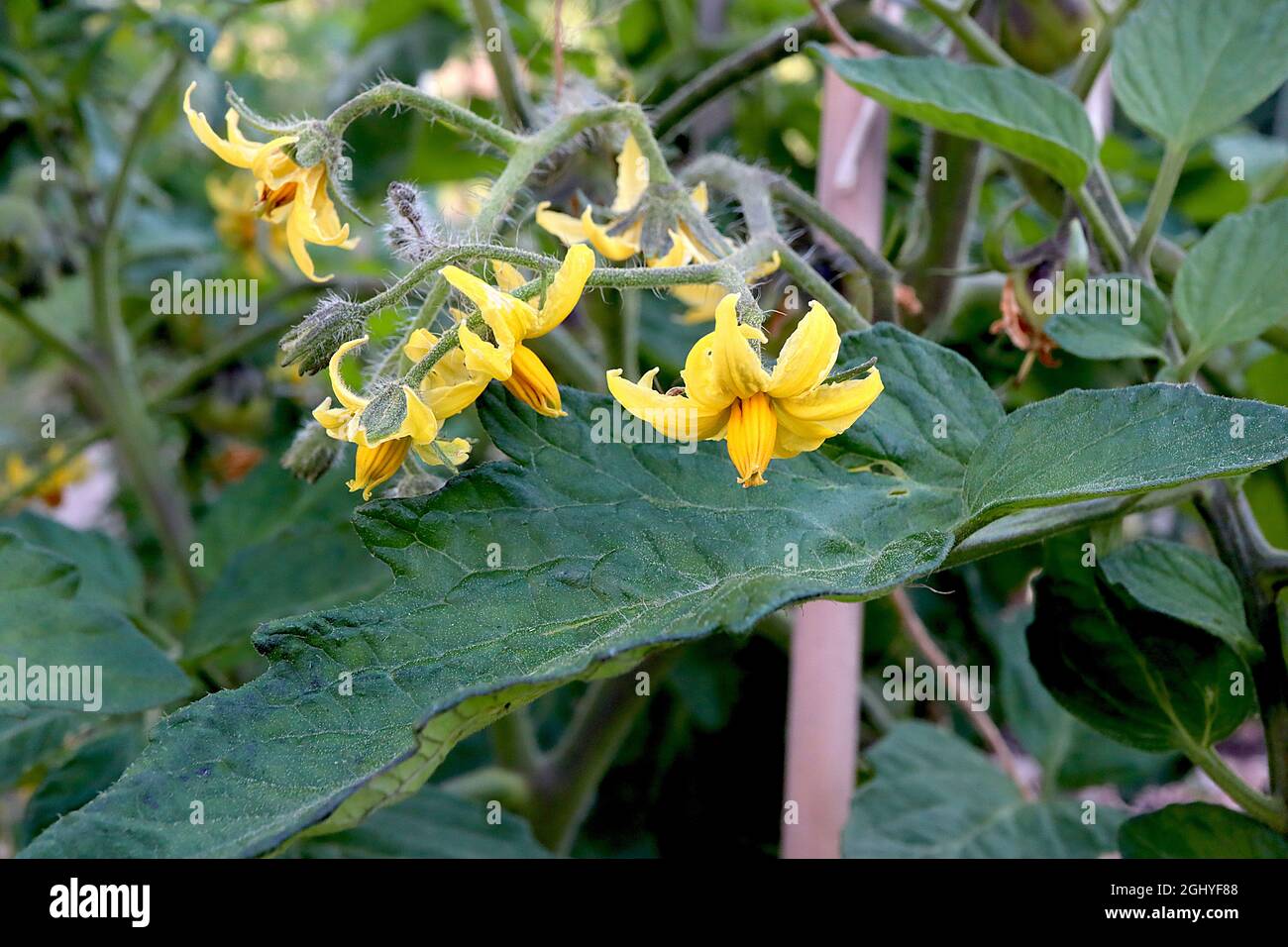 Solanum lycopersicum tomato plant - yellow flowers with fused yellow stamens and large ovate mid green leaves, August, England, UK Stock Photo