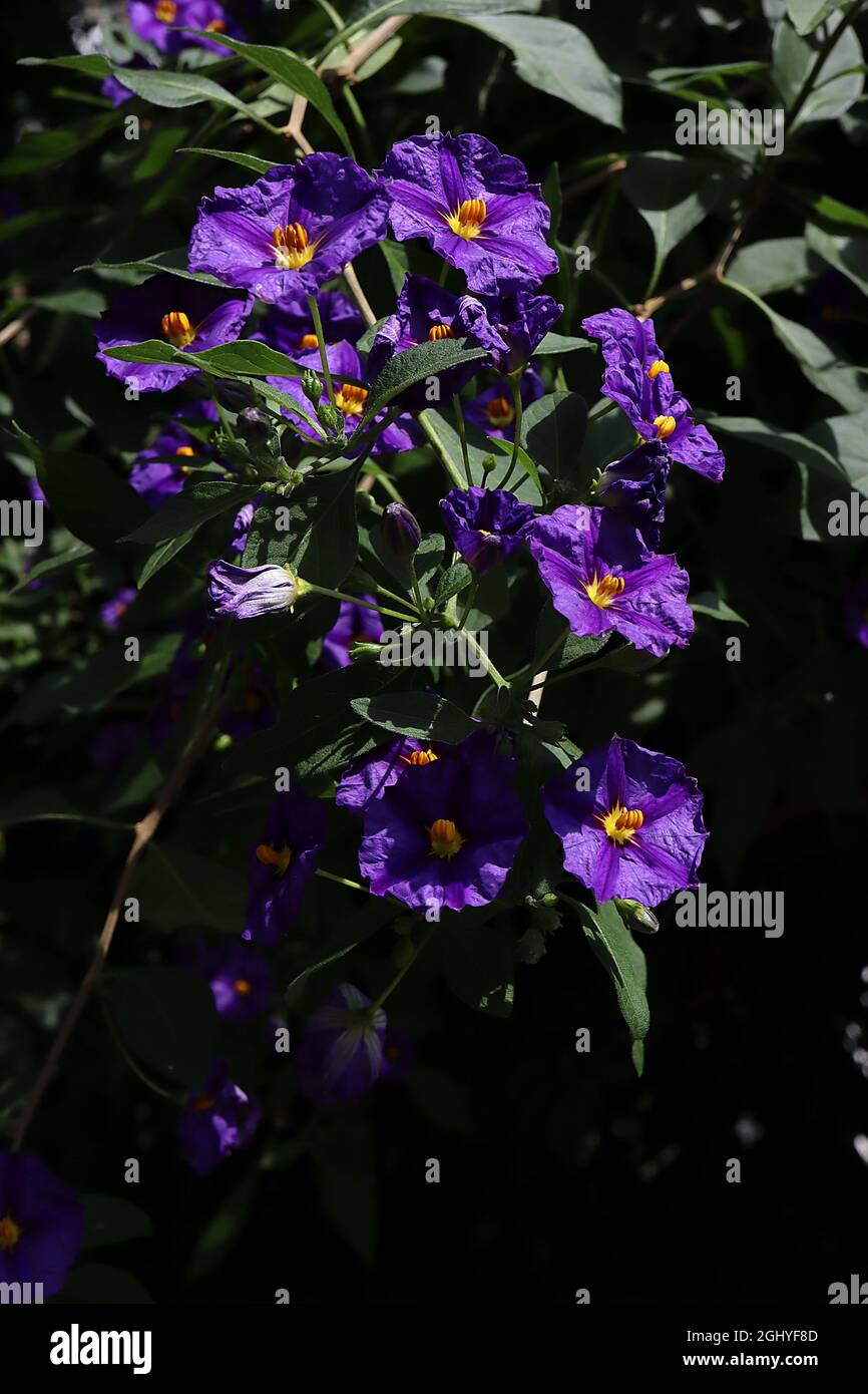 Solanum rantonnetii  blue potato bush - purple blue flowers with violet midbar,  August, England, UK Stock Photo