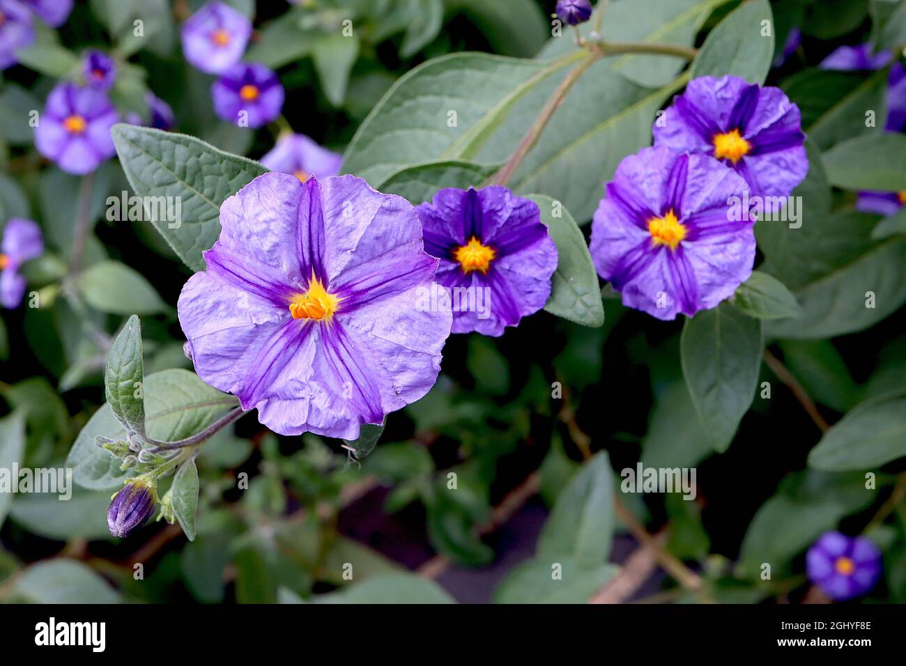 Solanum rantonnetii  blue potato bush - purple blue flowers with violet midbar,  August, England, UK Stock Photo