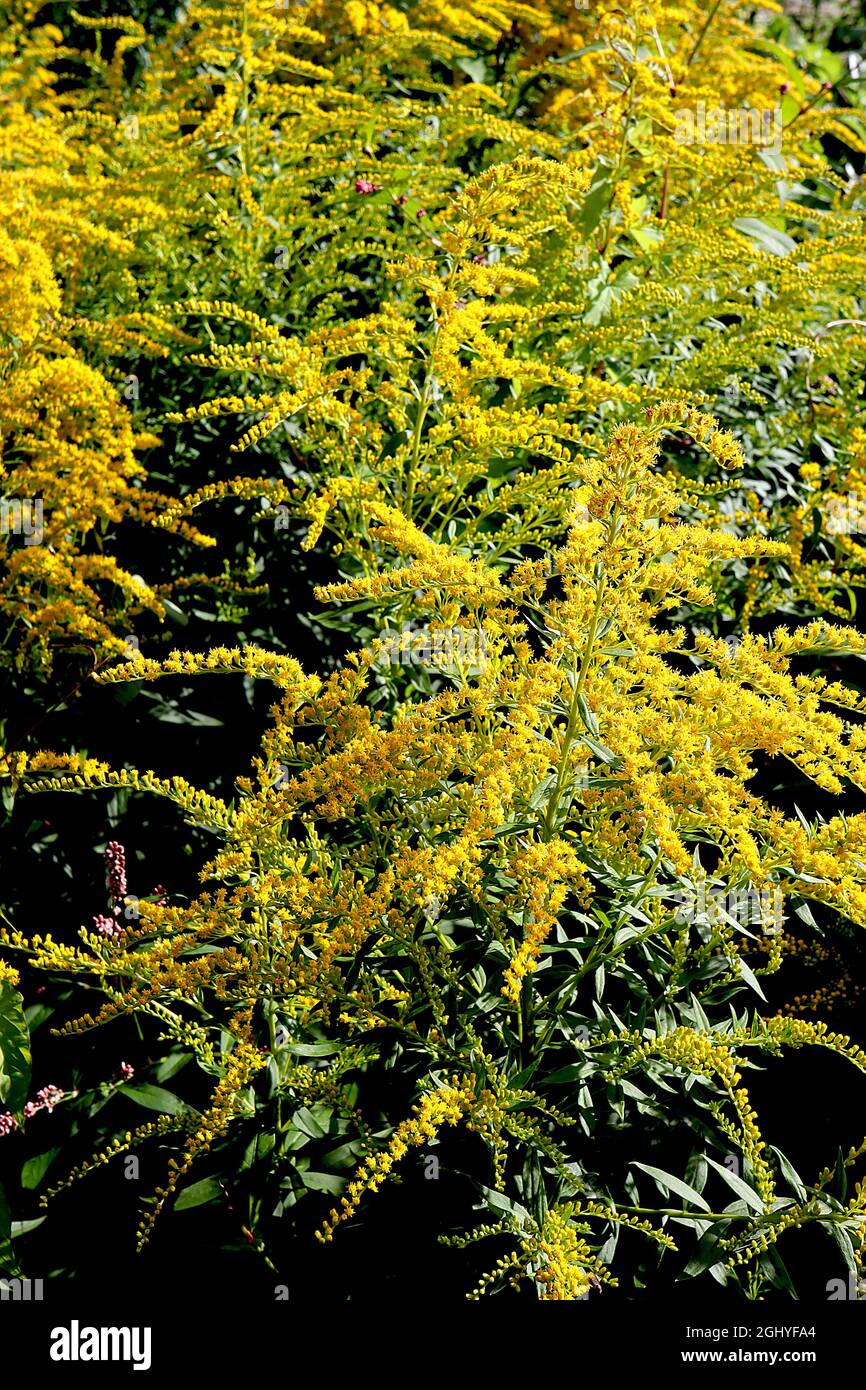 Solidago ‘Goldenmosa’ goldenrod Goldenmosa – terminal panicles of tiny yellow flowers on tall stems,  August, England, UK Stock Photo