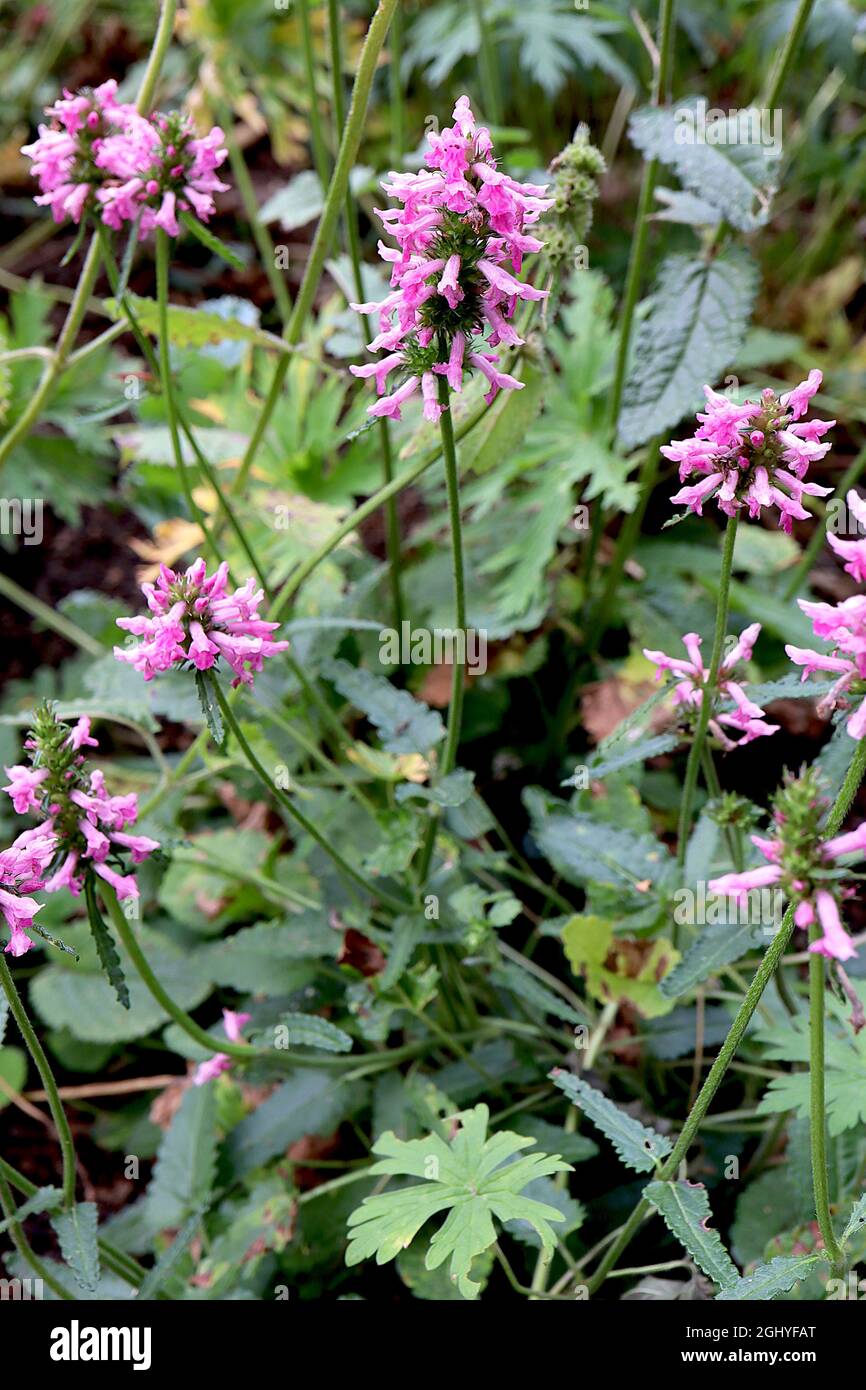 Stachys officinalis / Betonica officinalis purple betony – terminal racemes of violet pink flowers on tall stems,  August, England, UK Stock Photo