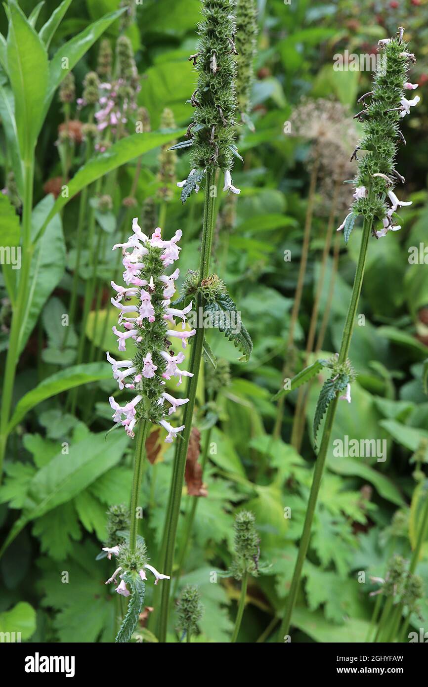 Stachys officinalis ‘Rosea’ purple betony Rosea – terminal racemes of very pale pink flowers on tall stems,  August, England, UK Stock Photo