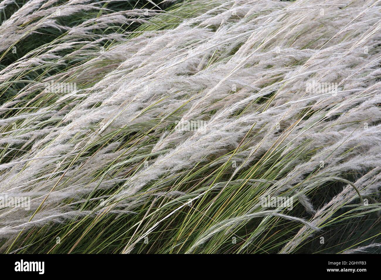 Stipa ichu Peruvian feather grass – long feathery arching plumes of silver white flowers and narrow mid green leaves,  August, England, UK Stock Photo