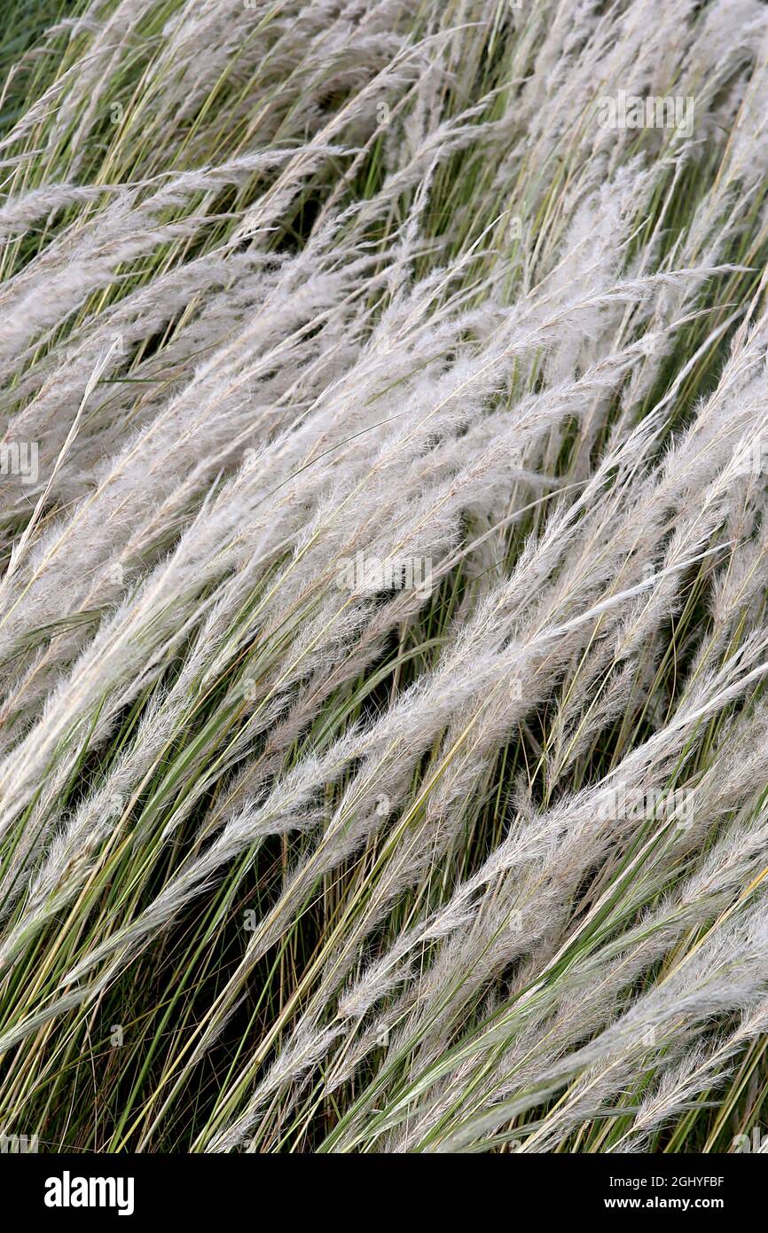 Stipa ichu Peruvian feather grass – long feathery arching plumes of silver white flowers and narrow mid green leaves,  August, England, UK Stock Photo