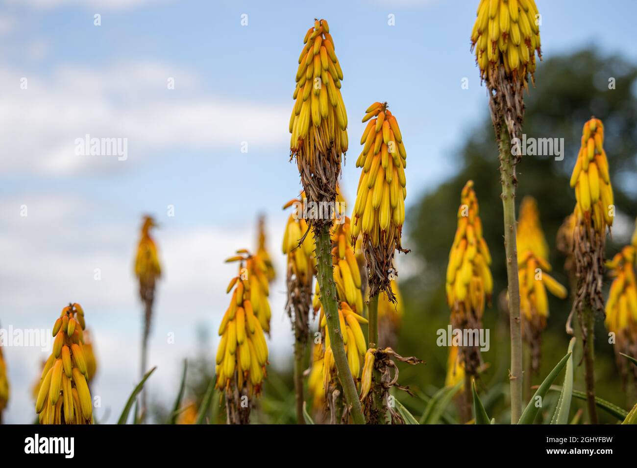 Close up of yellow hardy Aloe striatula flowers in summer Stock Photo