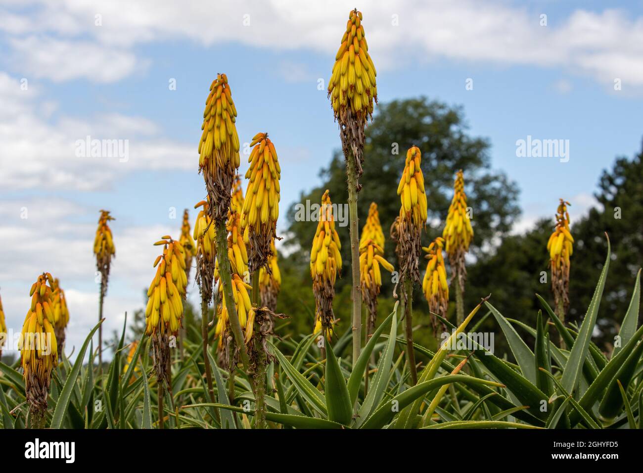 Group of yellow hardy Aloe striatula flowers in summer Stock Photo