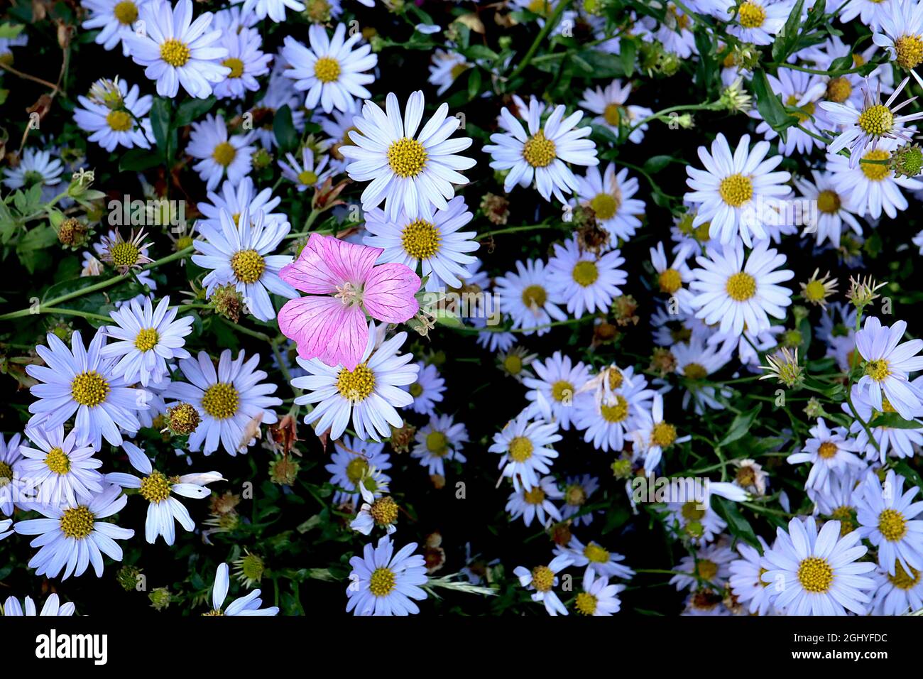 Symphotrichum ‘Little Carlow’  aster Little Carlow – mass of pale violet blue daisy-like flowers,  Geranium x oxonianum ‘Wargrave Pink’ cranesbill Stock Photo