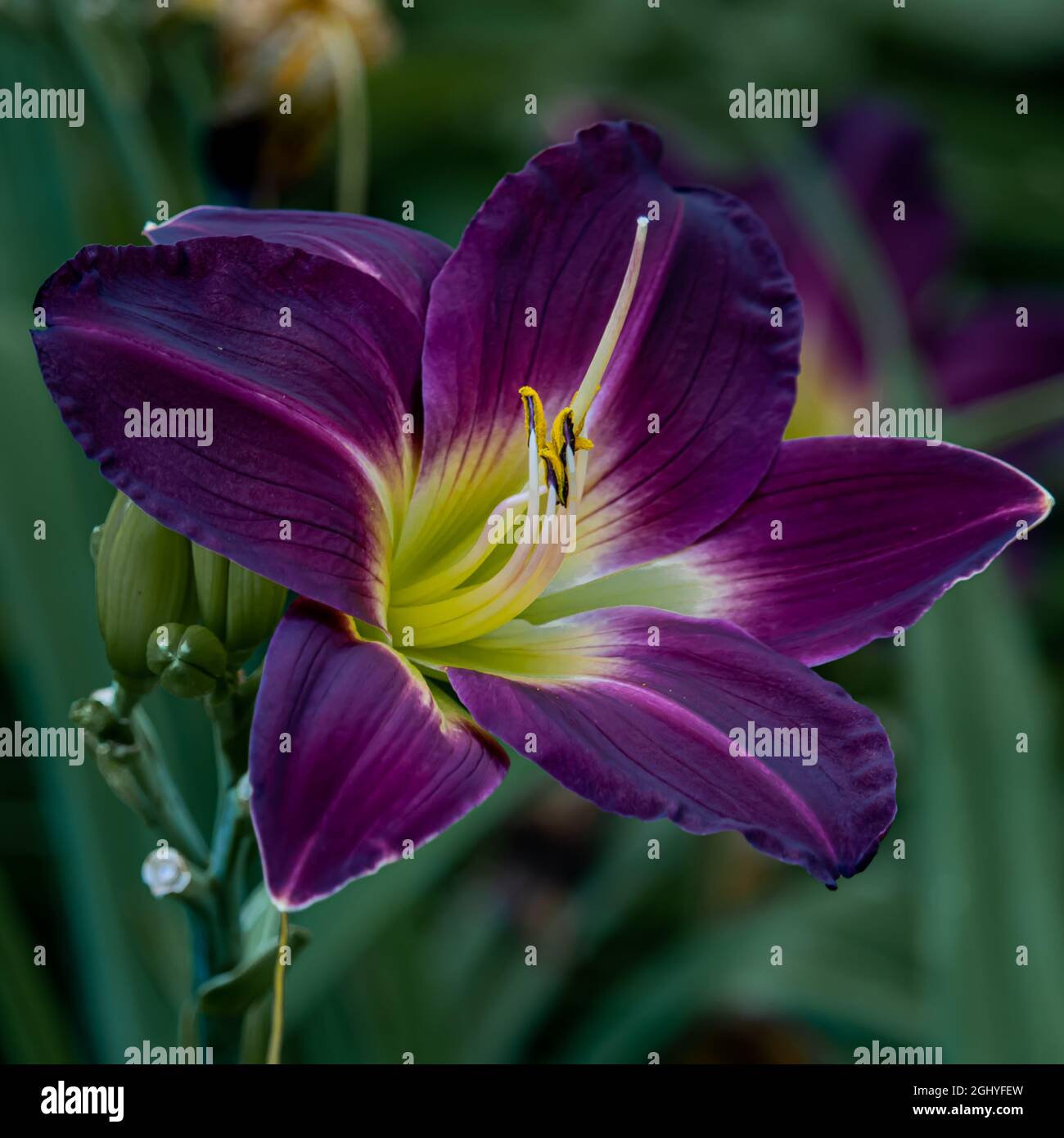Single deep blue - purple Hemerocallis flower in early summer Stock Photo